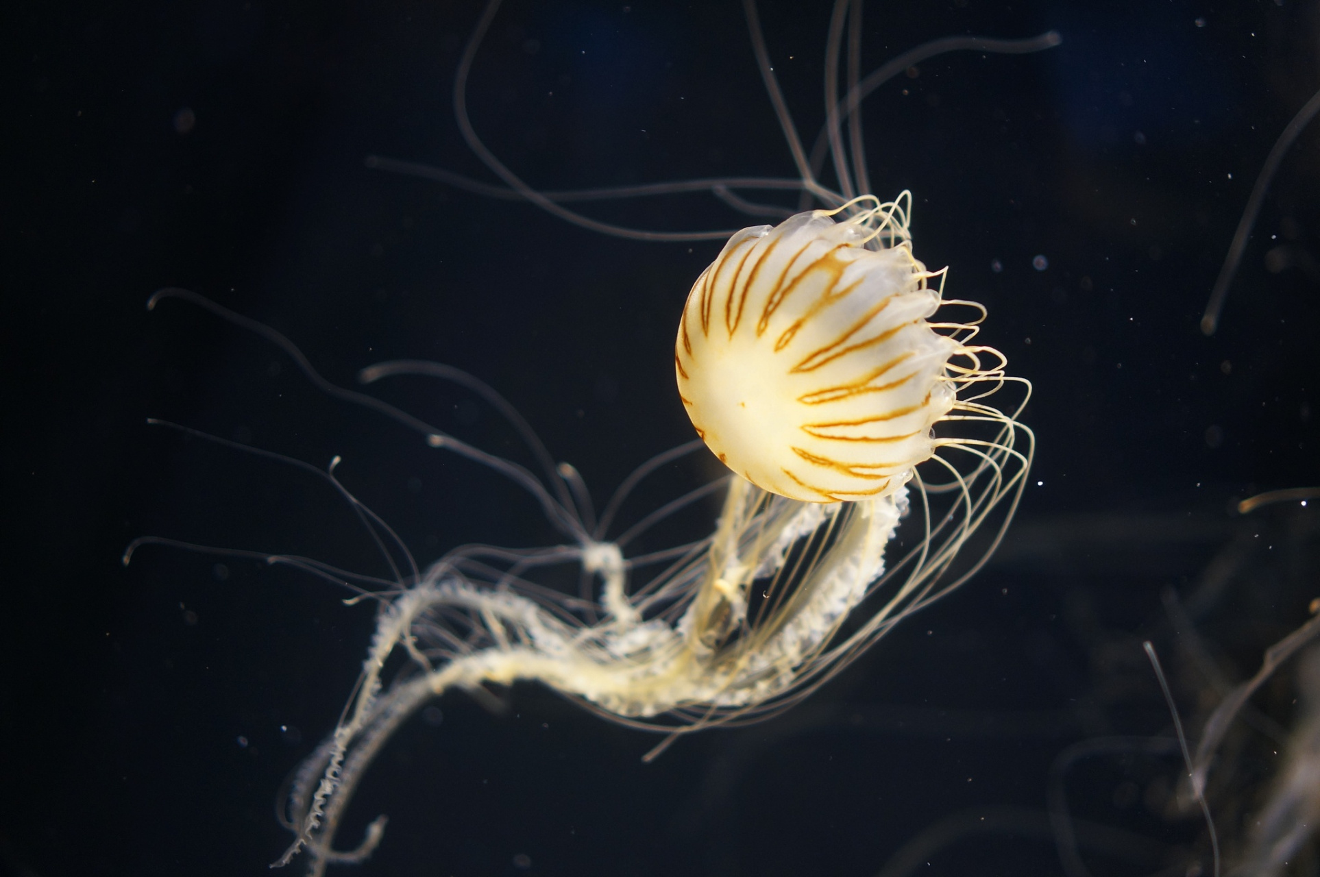 端鞭水母是一种生活在远海的水母,它们会用触手缠绕