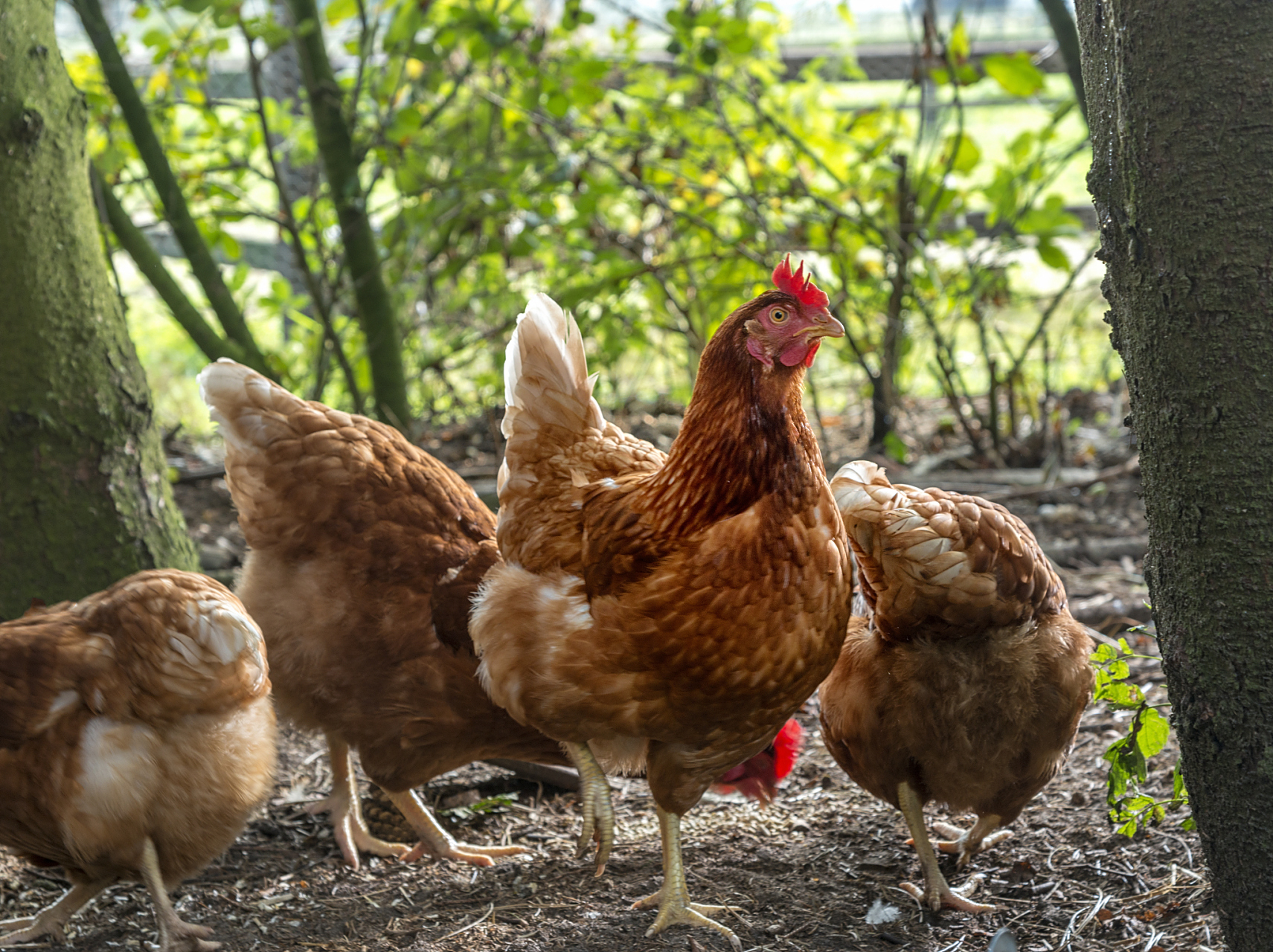 散养鸡大会##散养鸡#  有人问我那果园养鸡不是全是好处吗?