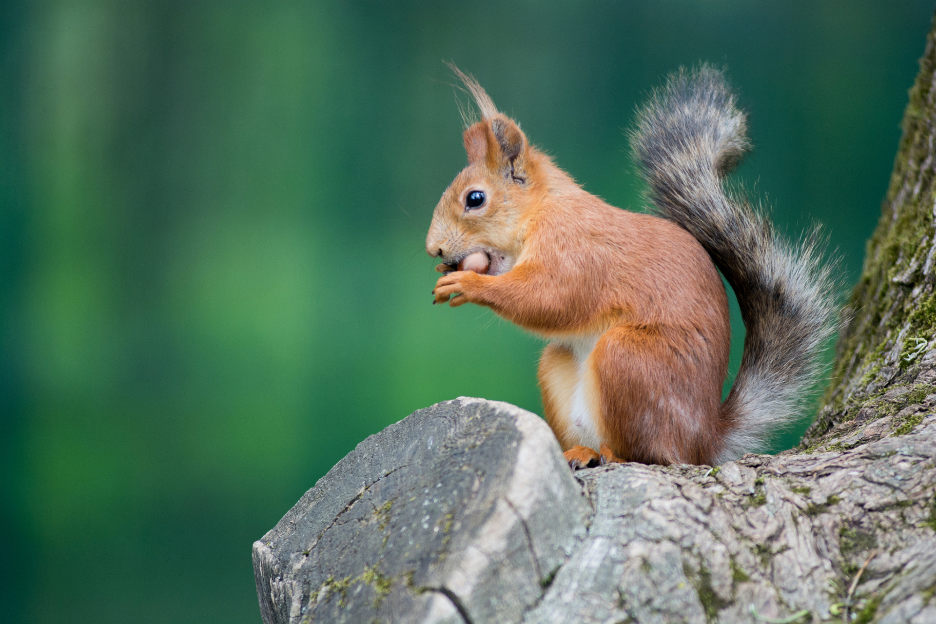 就要大胆地去获取 在北方的森林里,生活着一种小巧玲珑的动物——松鼠