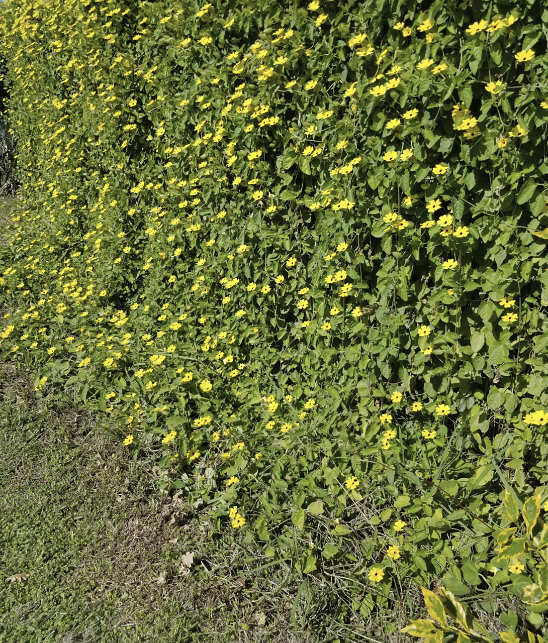 盆景# 养护盆景:野草装饰庭院之金叶过路黄 金叶过路黄的名字特别