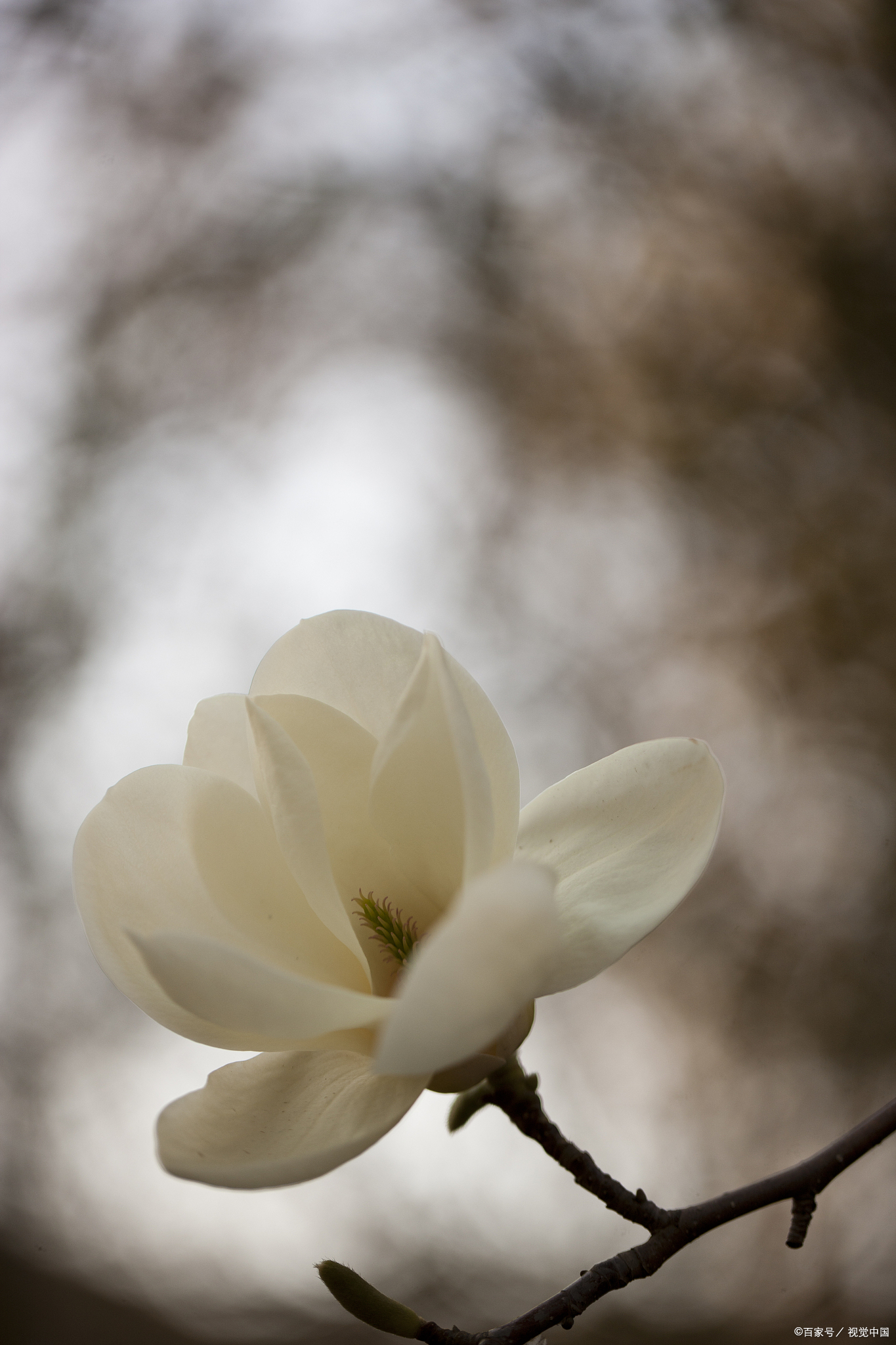 今天,我想和大家聊聊花卉界的两位"白衣仙子"——白玉兰与广玉兰,它们