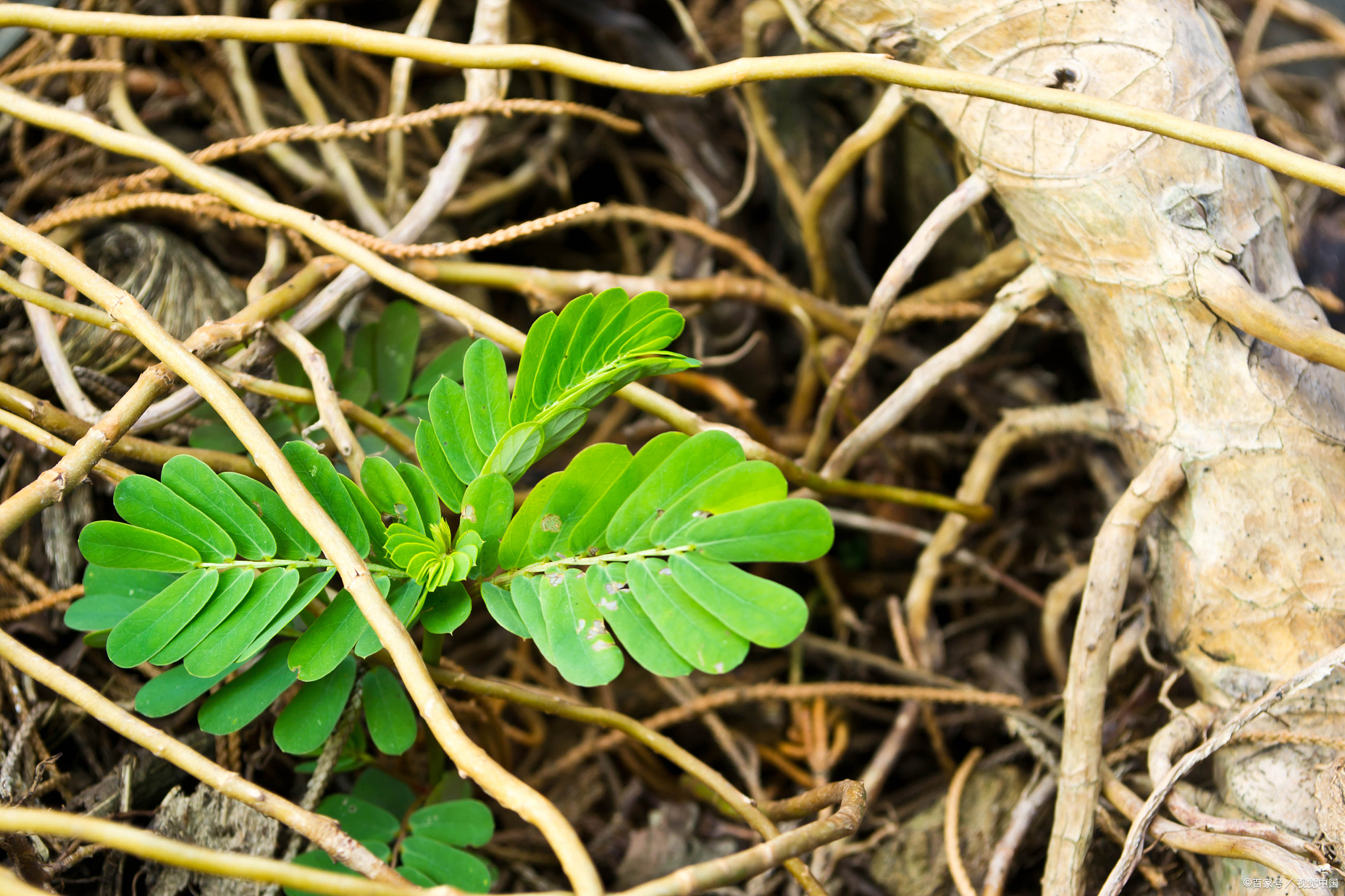 鸡骨草,又称为鸡冠花,它有什么功效呢?