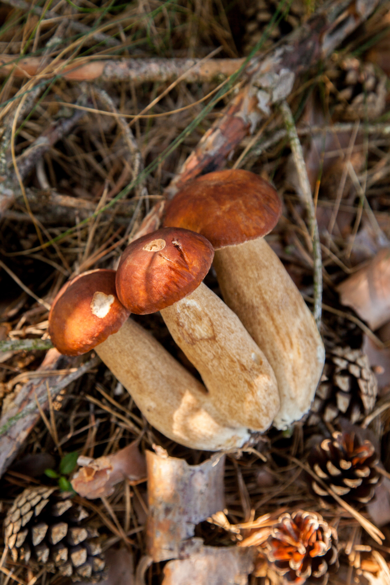 Delicious Beef Liver Mushroom