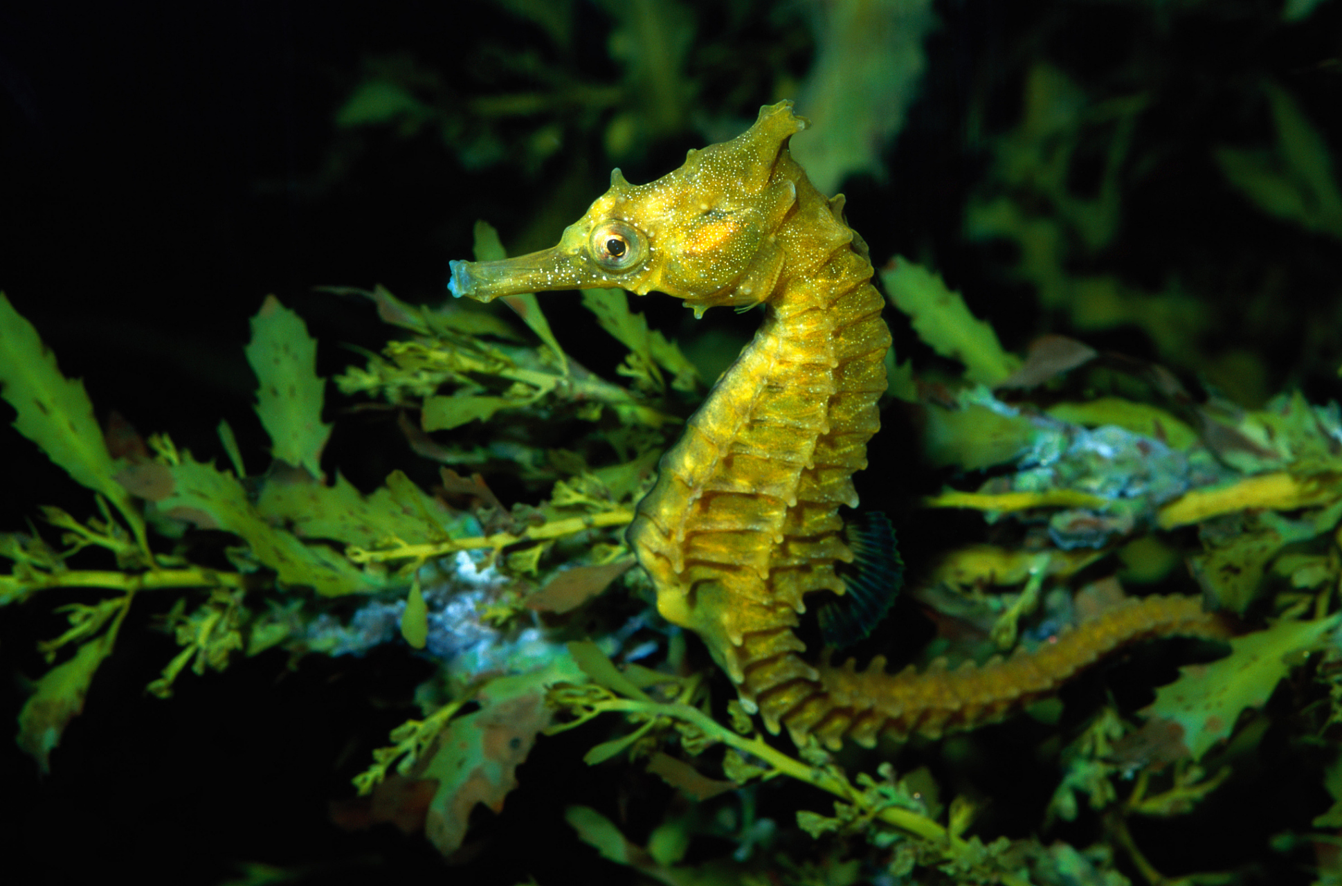 海马是一种不善于游泳的小动物,在自然海域中它们最爱生活在珊瑚礁缓