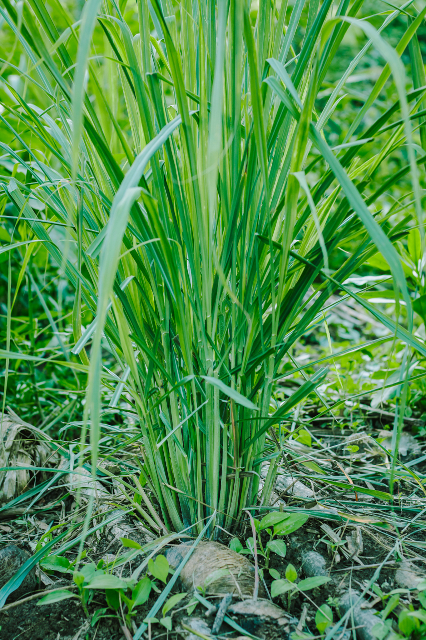 香茅草在烹饪中扮演着多重角色,不仅为菜肴增添独特的风味,还具有一定