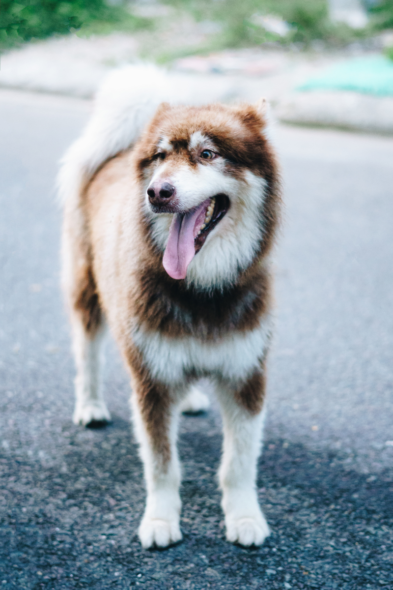 阿拉斯加幼犬正宗图片