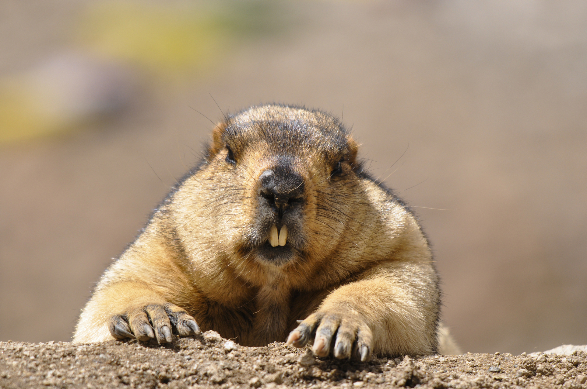 土拨鼠作为表情包届的新宠,受到了不少人的追捧,那么你知道土拨鼠的事