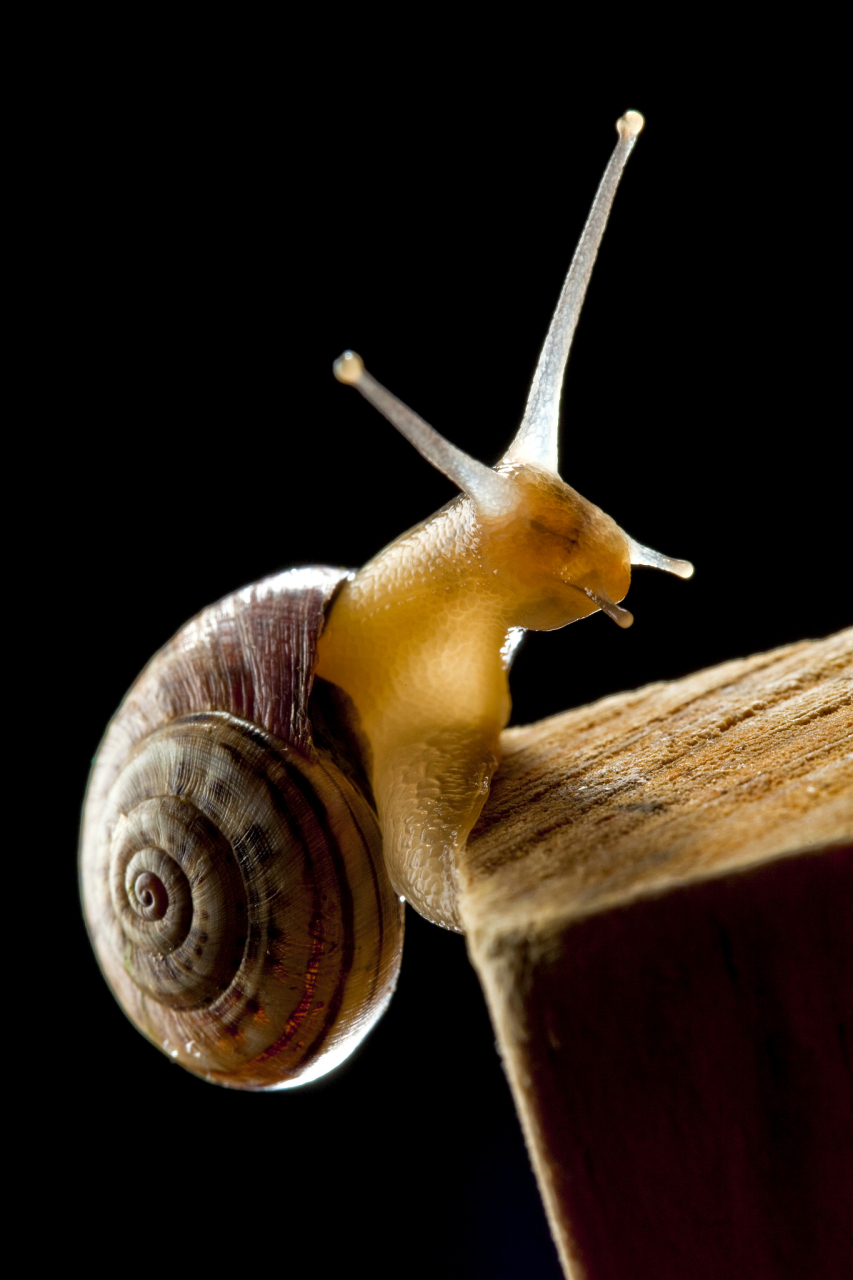 蜗牛为雌雄同体生物,但它们不能自己给自己受精.