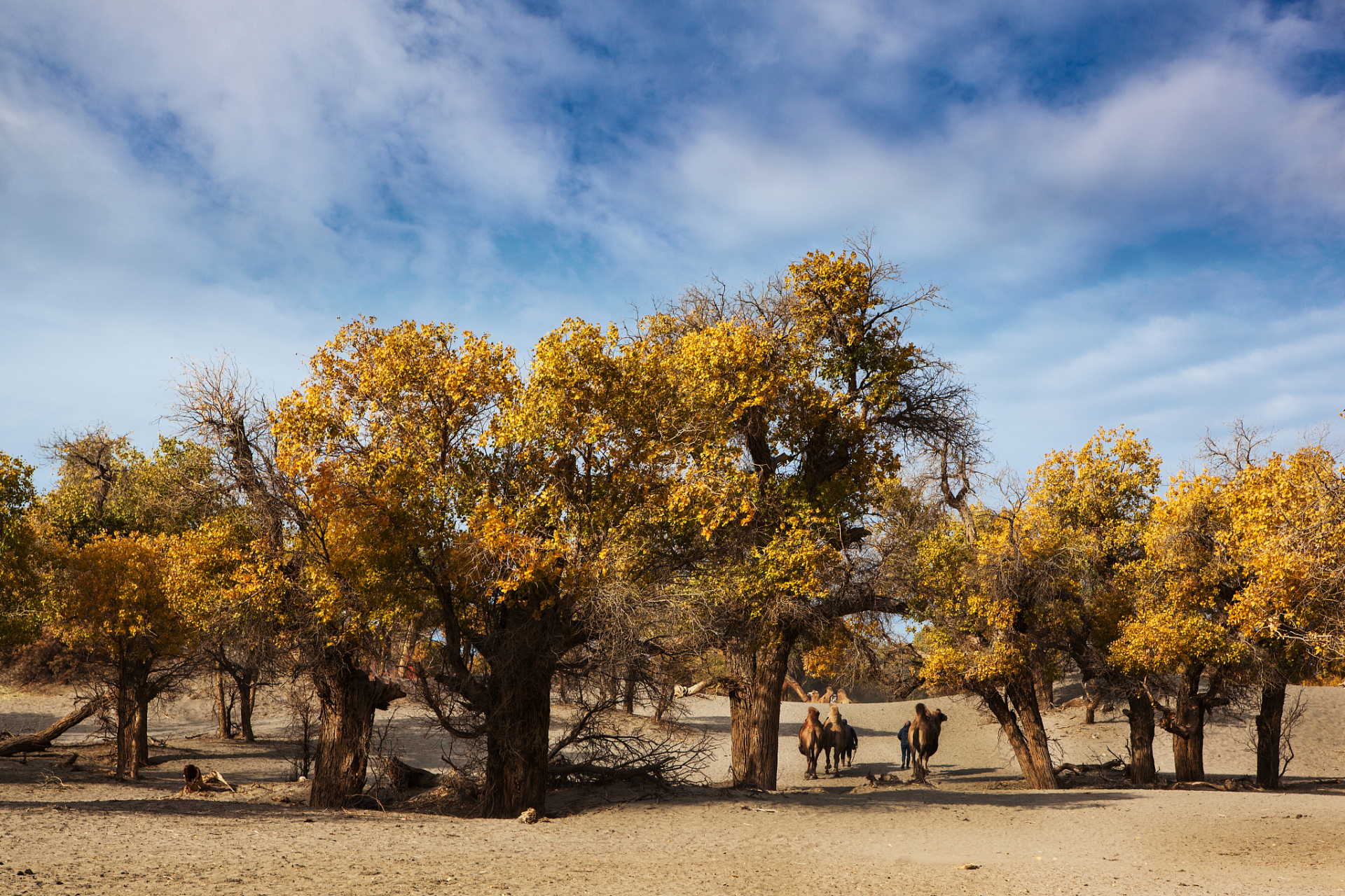 世界上最古老,面积最大,保存最完整,最原始的胡杨林保护区,你听说过吗