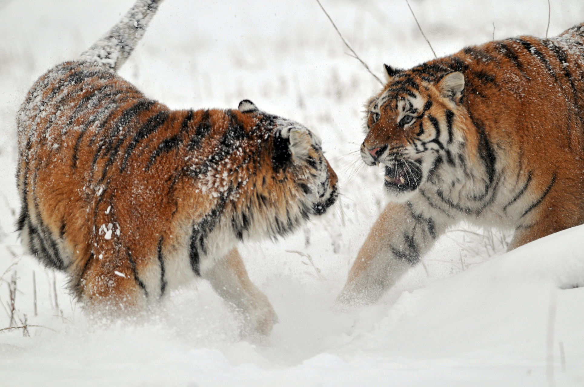 东北虎出没村民喂狗发现只剩狗头#   近日,东北连续的暴雪,不光给