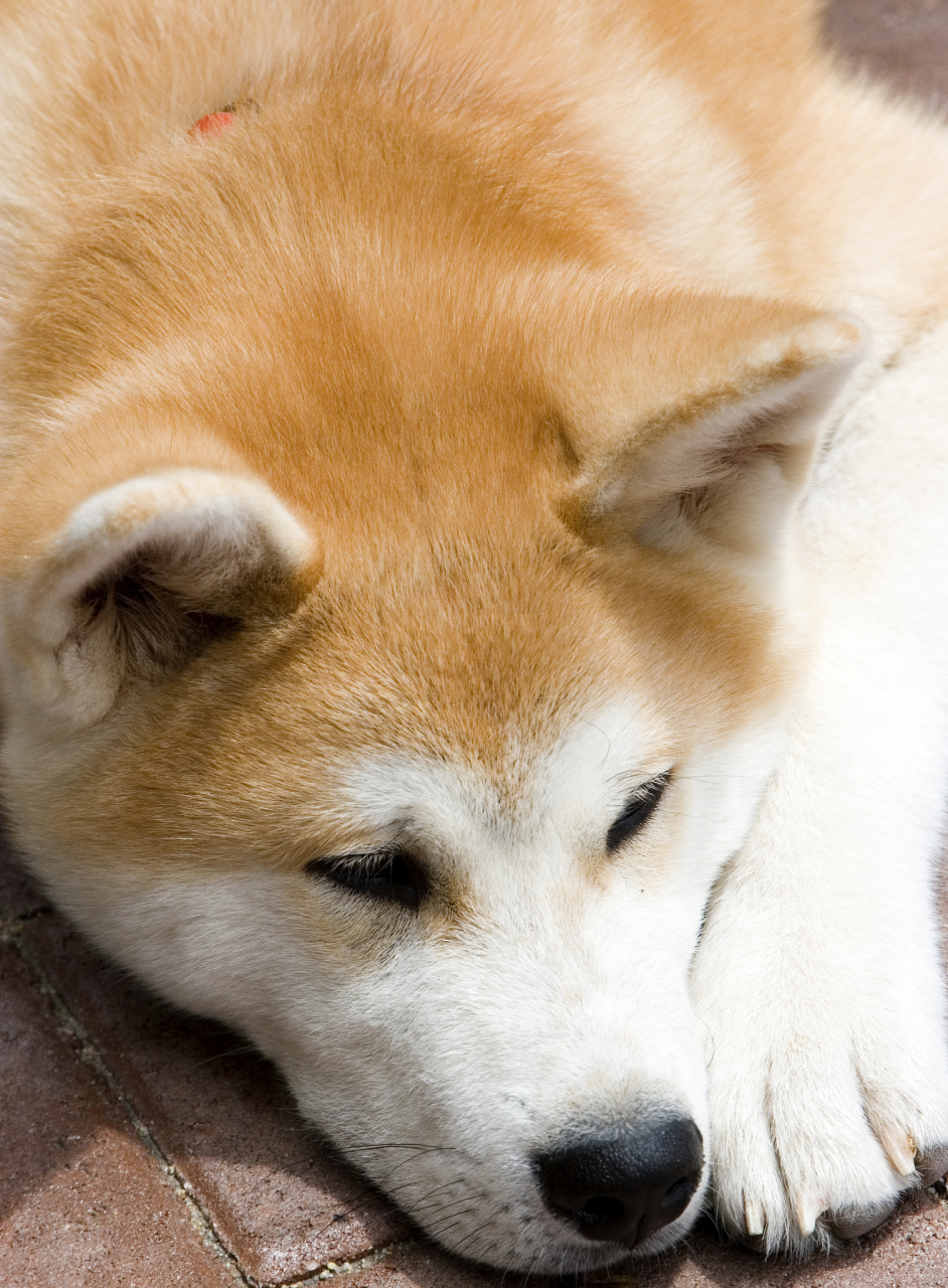 秋田犬是日本的国宝级犬种,被誉为日本最贵重的犬种 2