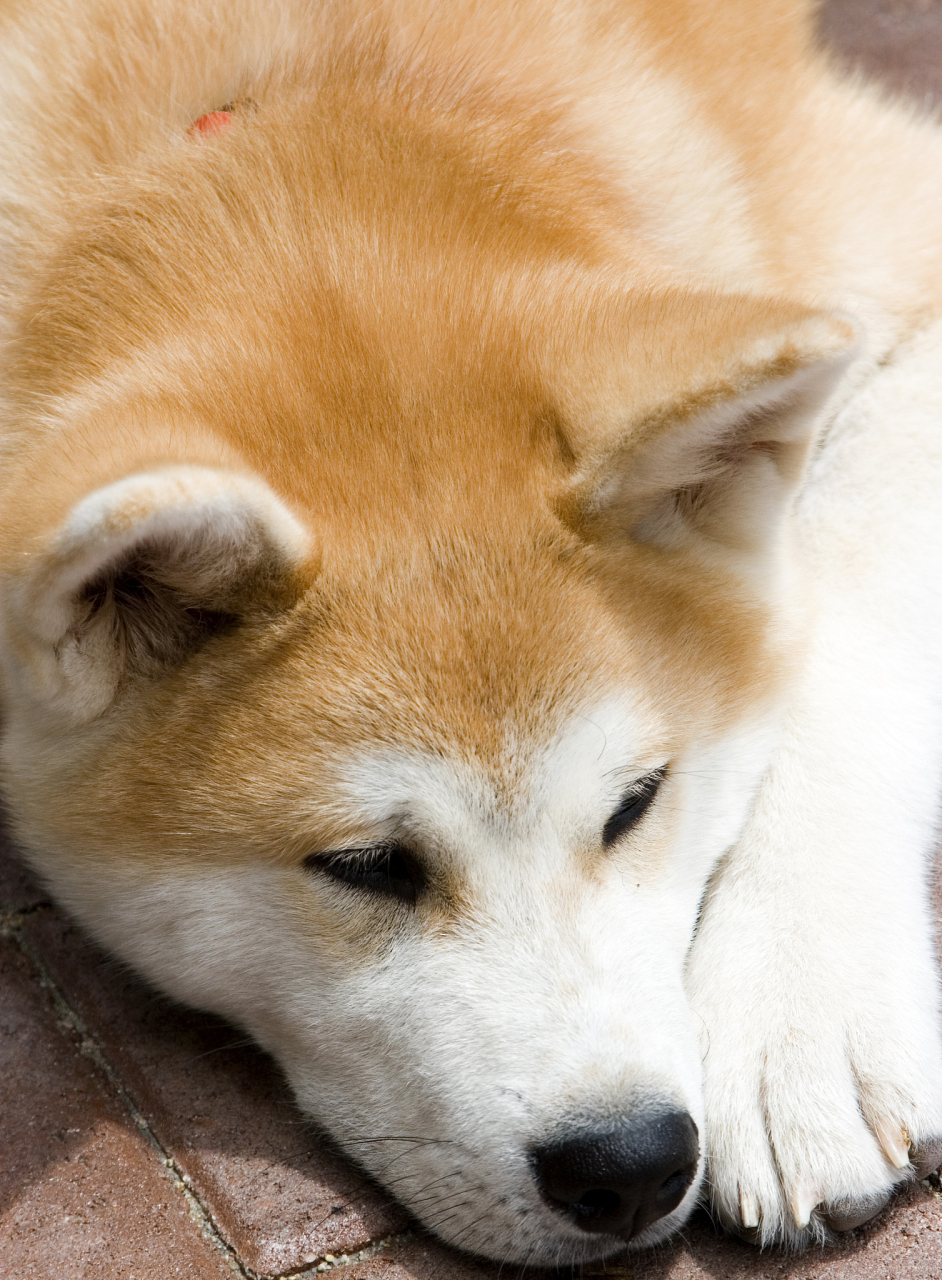 日本秋田犬价格 寿命图片