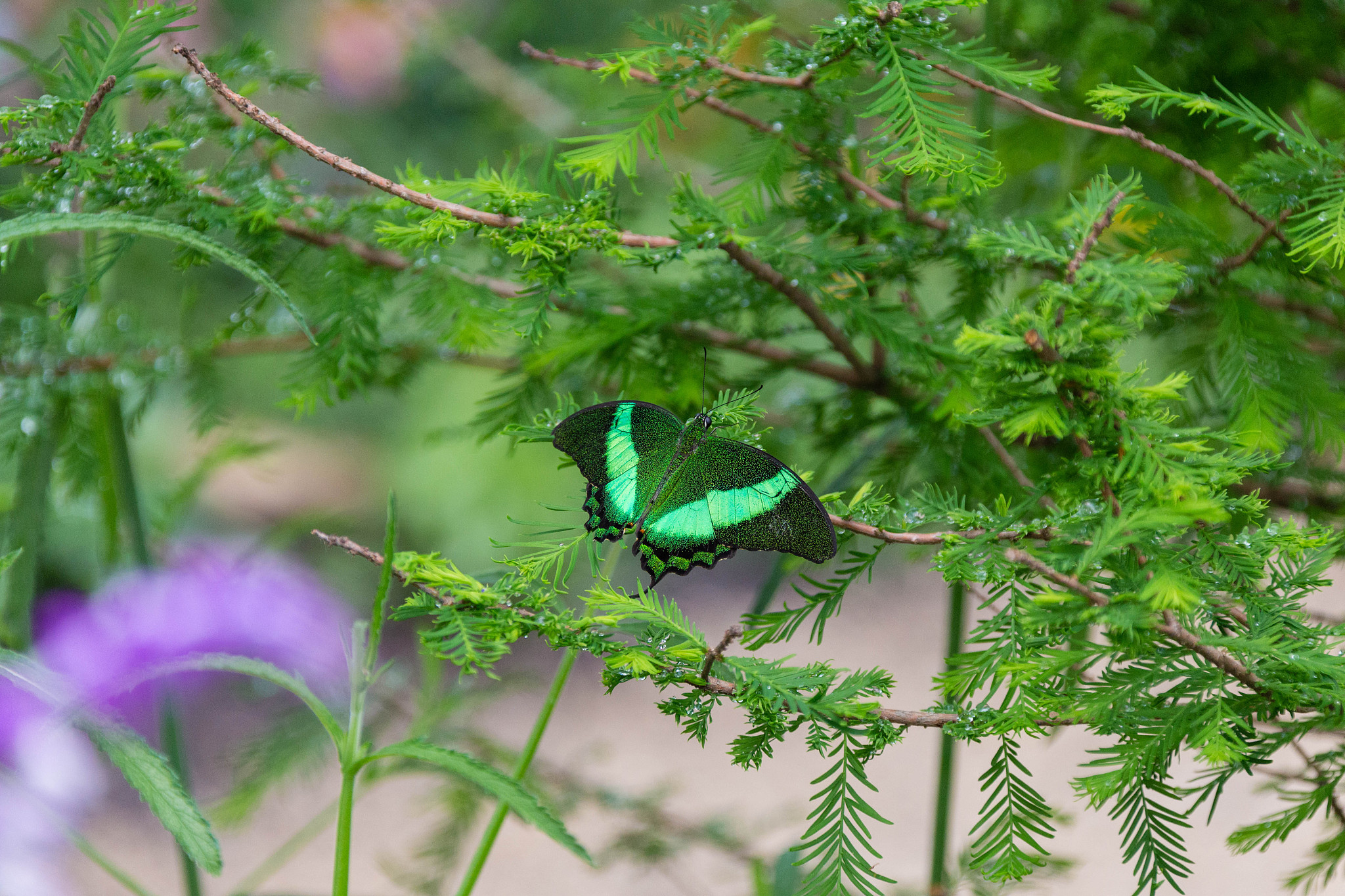 云南元江和金平县的绿色蝴蝶大爆发,美如仙境!