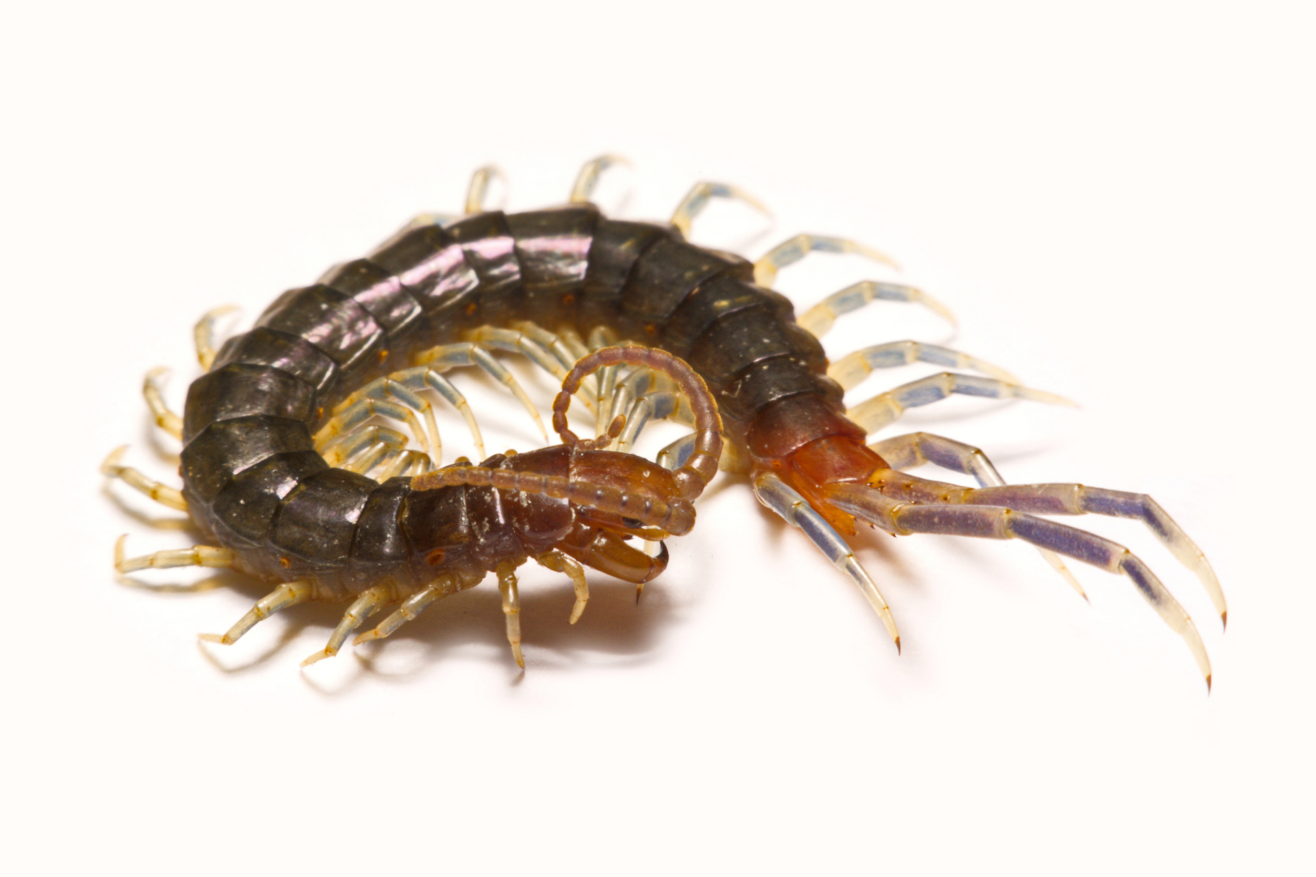 蜈蚣在生长到成虫阶段后即可出售,也可以在幼虫或刚成虫的阶段出售.