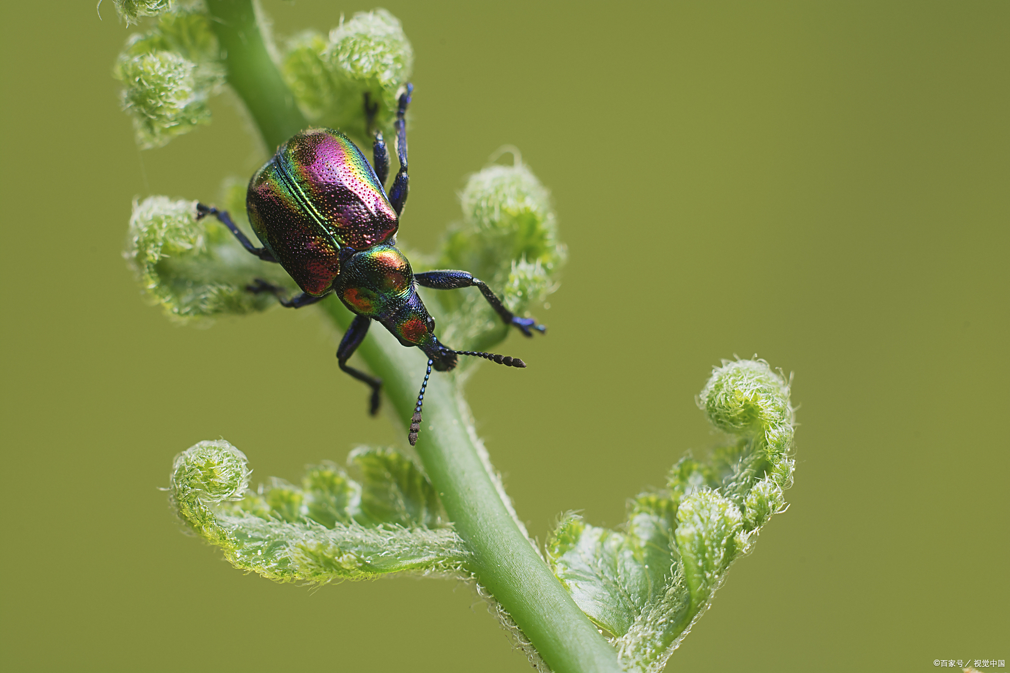 "丽水知了扬名天下!400元一斤,餐馆一天售出四五百斤!