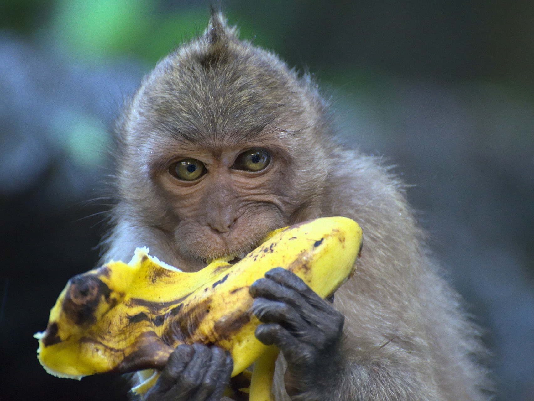 一天,小明去动物园参观,看到一只猴子在吃香蕉.