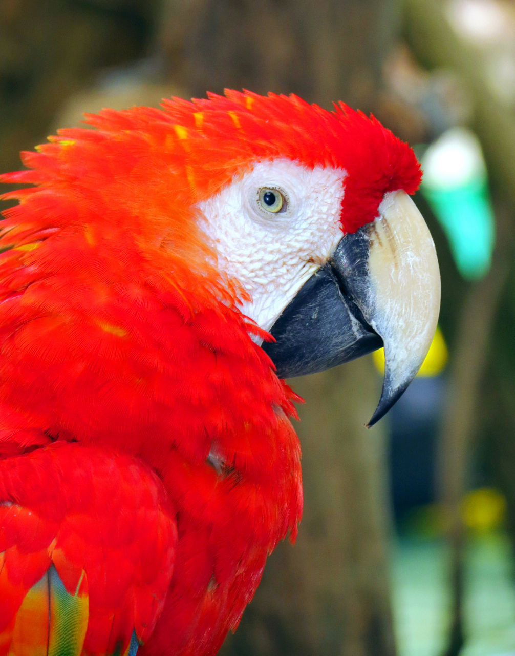 红色吸蜜鹦鹉  红色吸蜜鹦鹉,一种美丽的鹦鹉,以其鲜艳的红色羽毛和