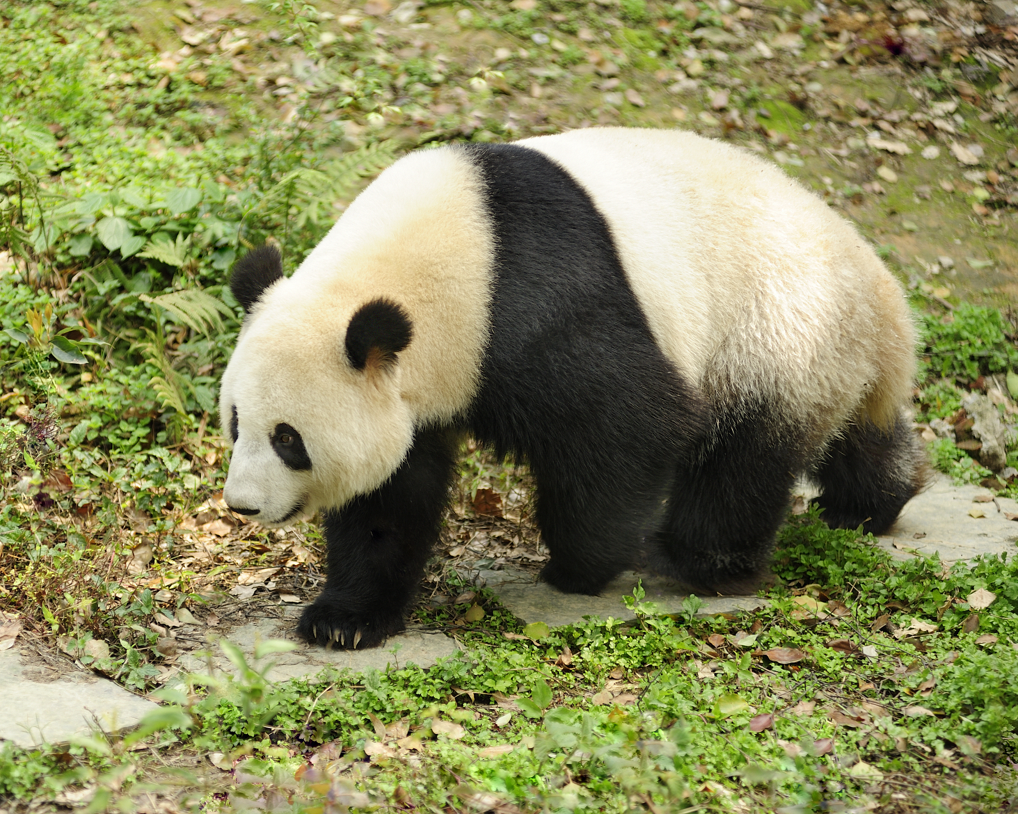 大熊猫走路的姿势是内八字吗?