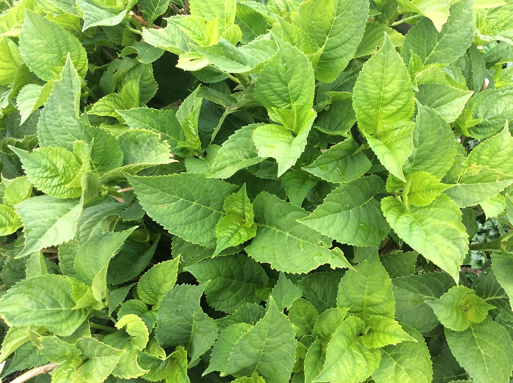 紫苏叶,这片常见的绿色叶片,不仅为菜肴增添了独特的香气,更在理论