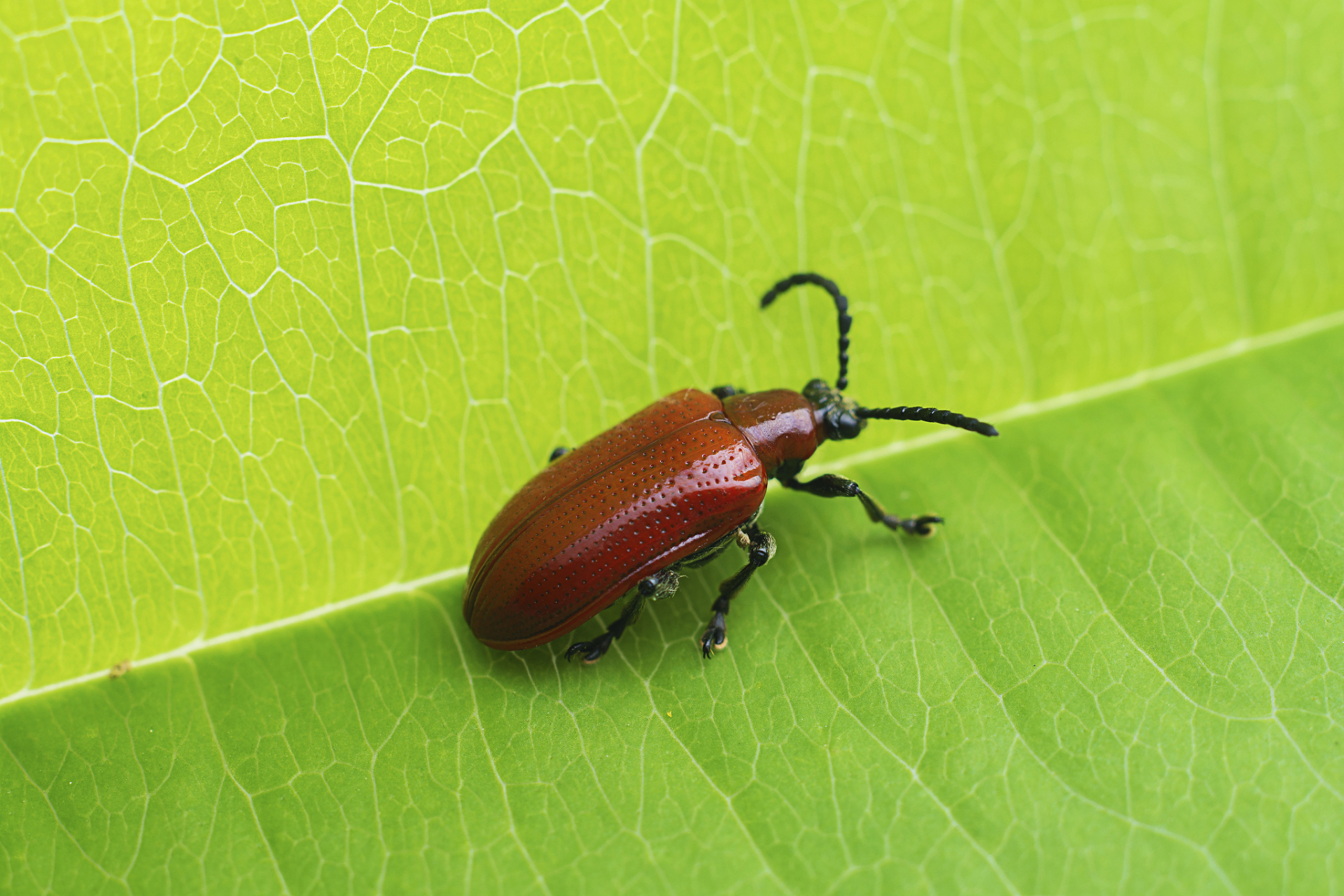 天牛幼虫和成虫子竟然有这么大差异!部分害,传播花粉;还有益?