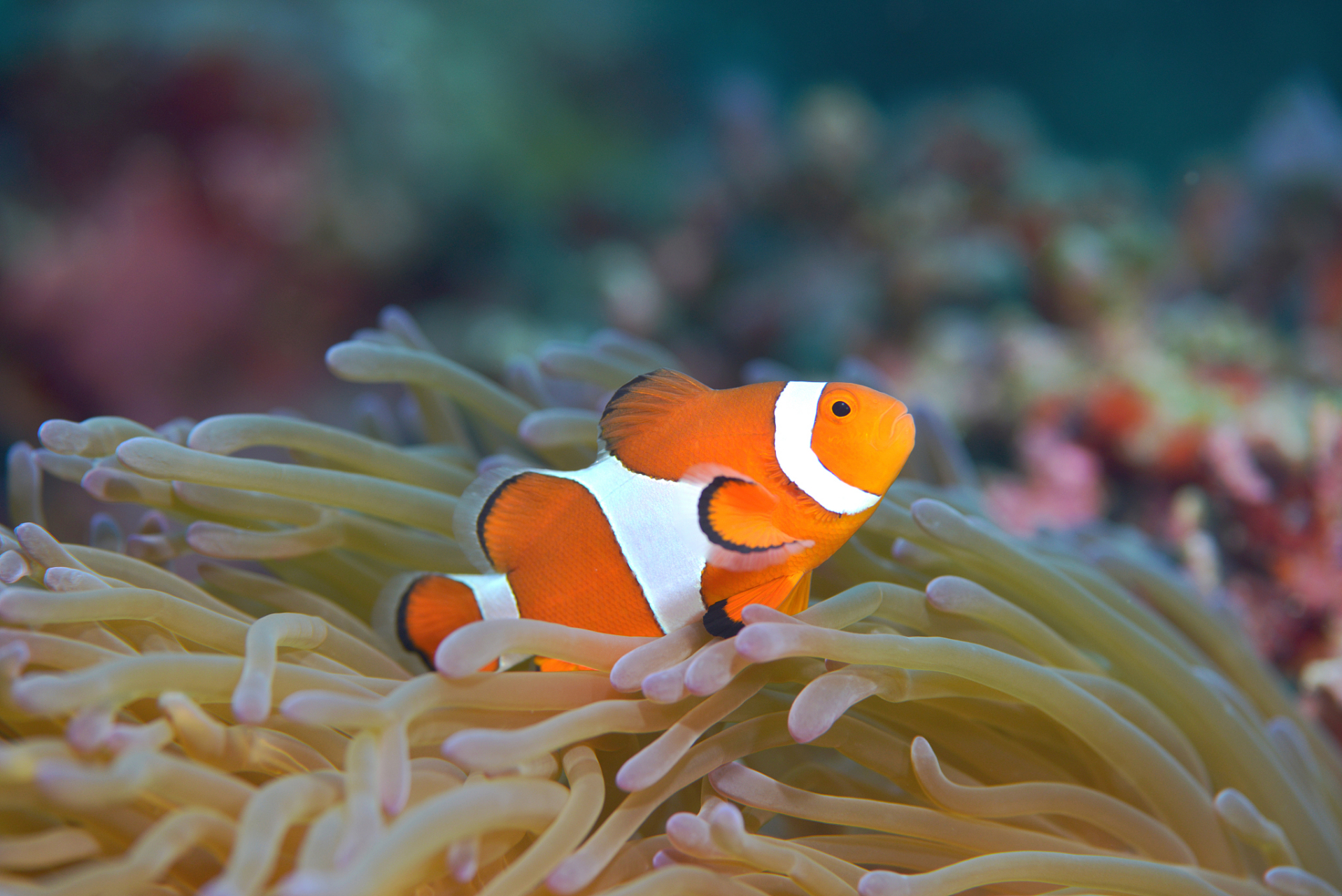 小丑鱼与海葵的共生关系堪称海洋生物界的经典案例.