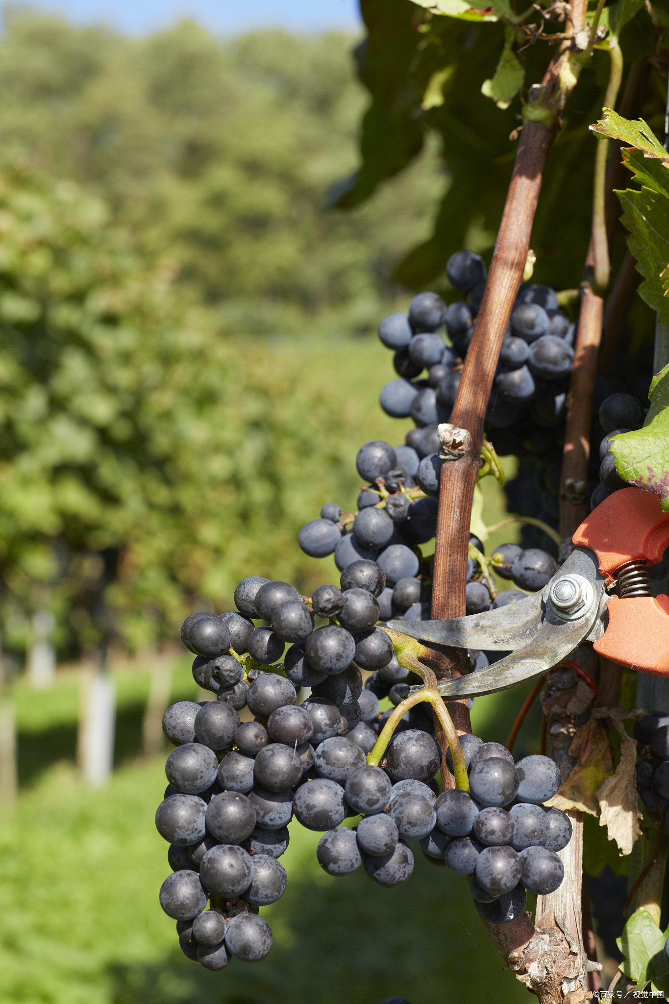 是一种非常著名且独特的红葡萄品种,因其优雅的