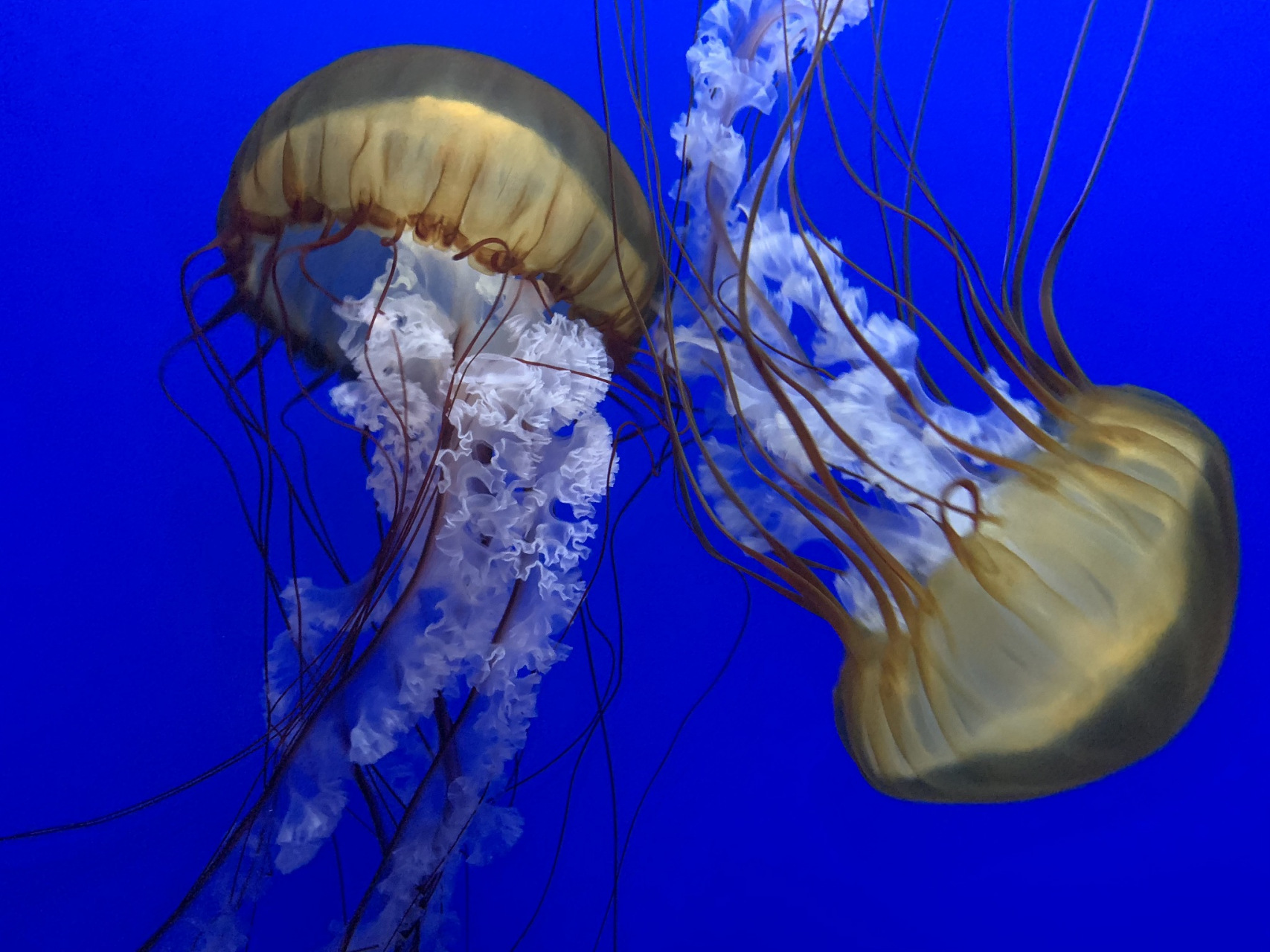 你见过霞水母吗?