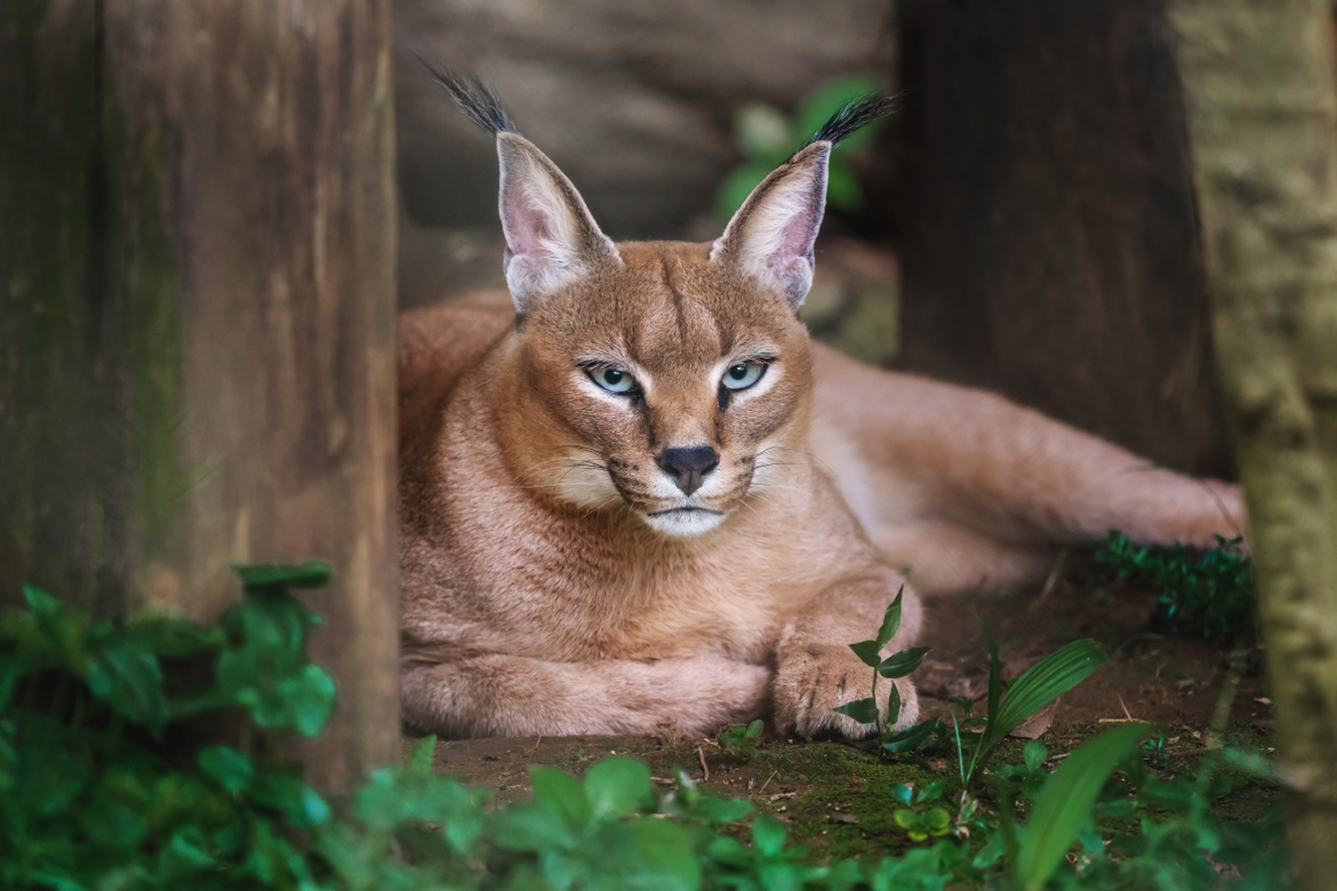 [原文:猞猁的捕猎成功率是多少?