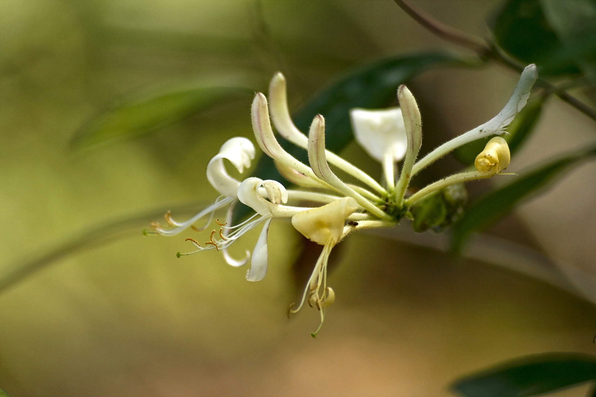金银花 生长习性与养殖技巧  金银花,这种神奇的植物,在中国被广泛