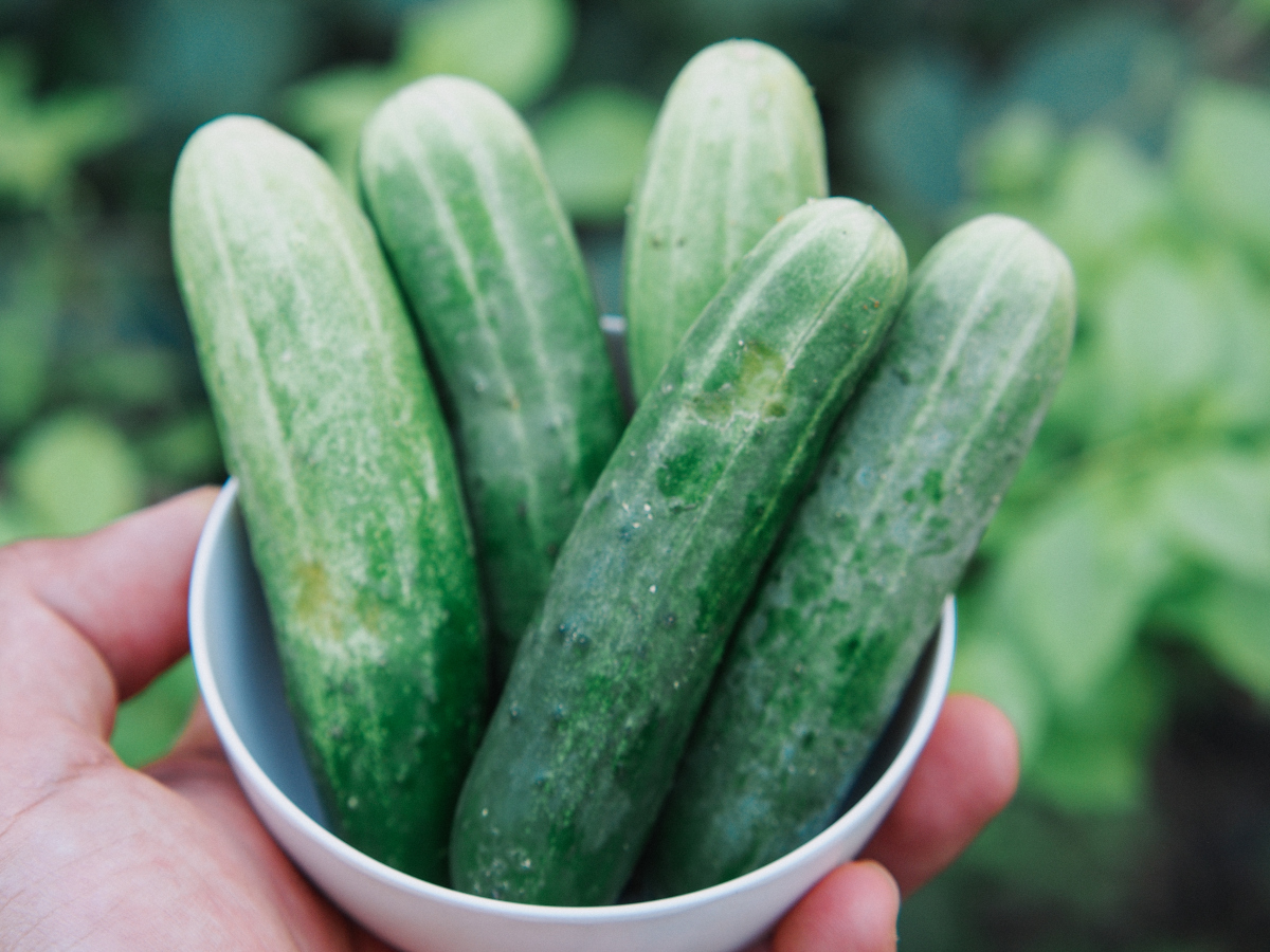 为什么生吃黄瓜时有一种发涩的口感