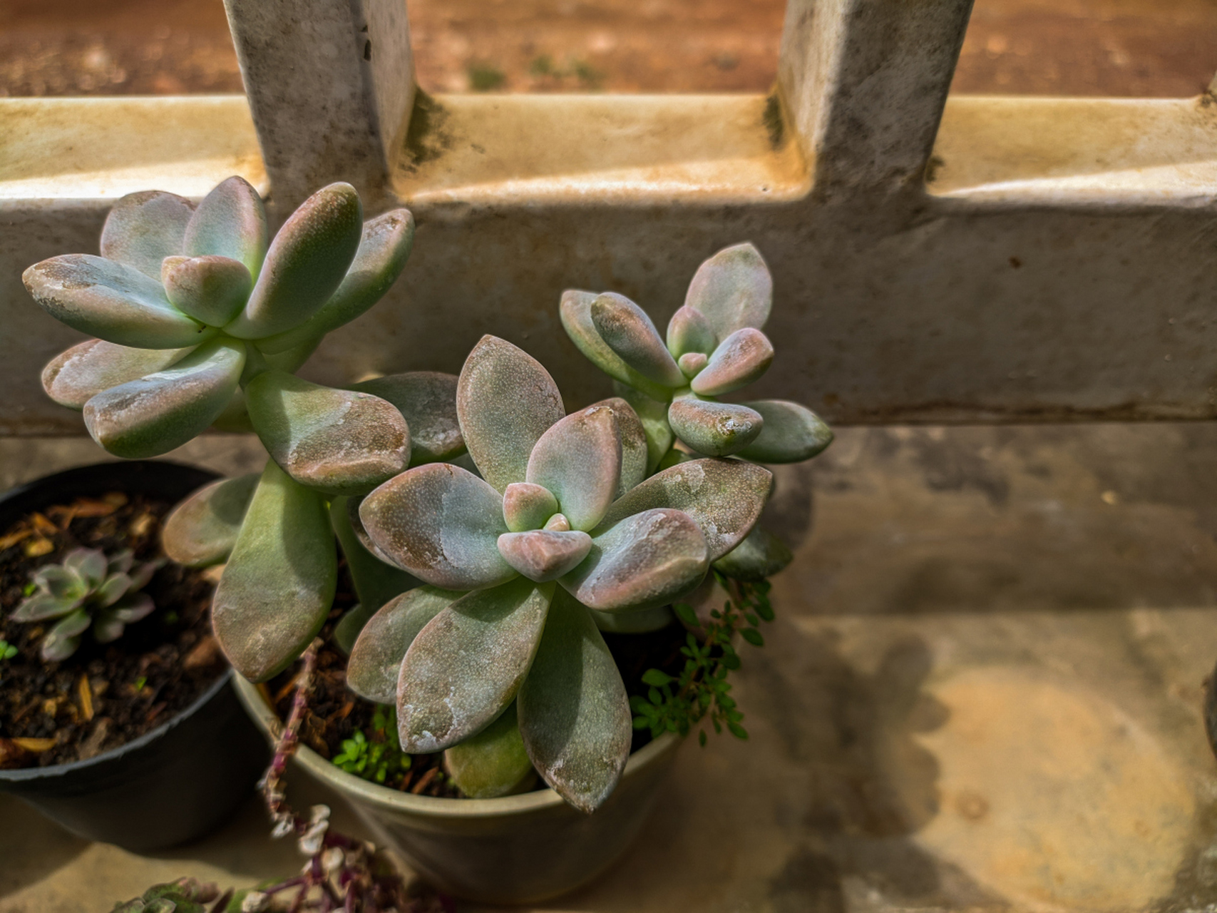 [原文:乙女心和虹之玉的区别]