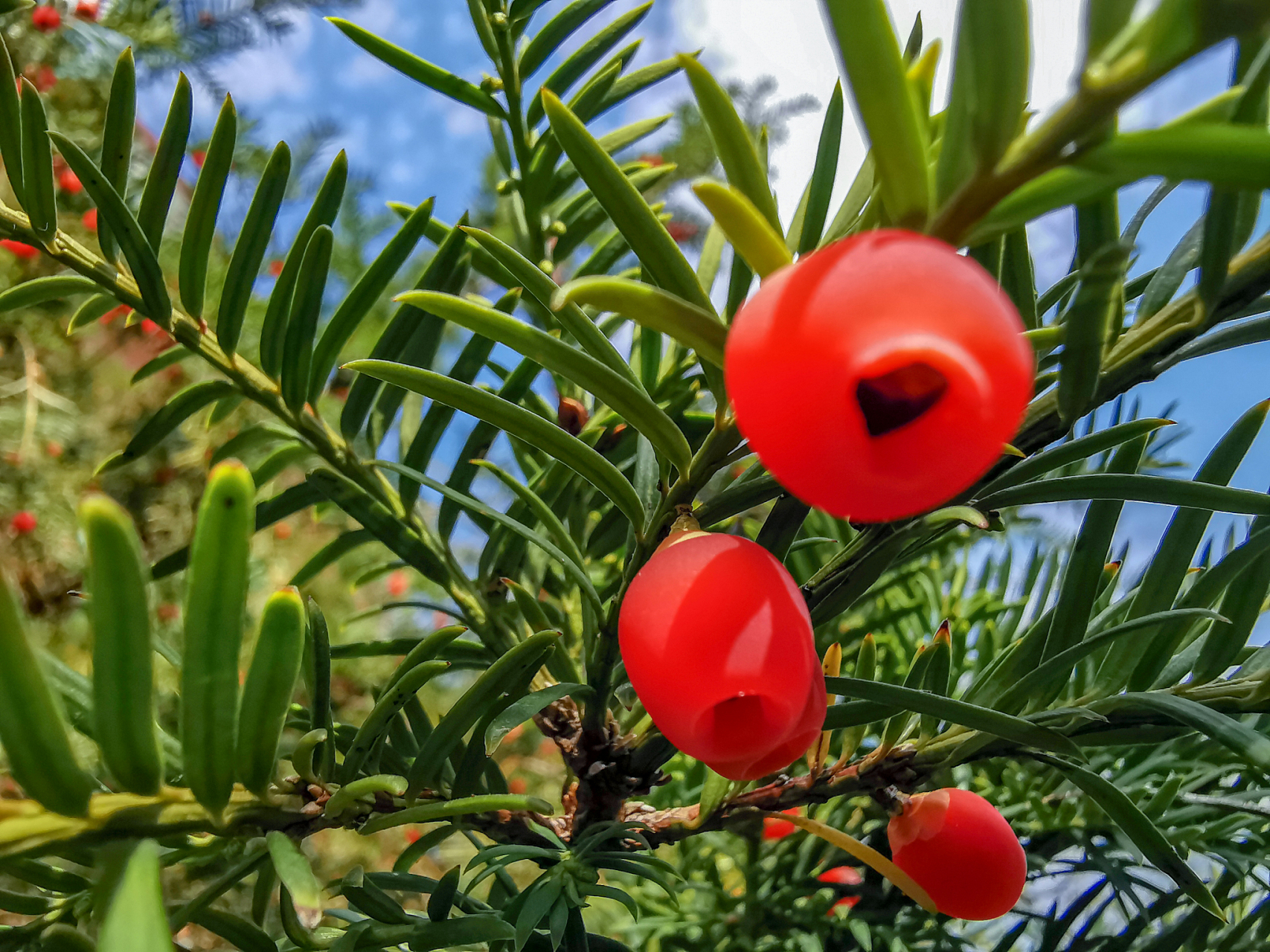 红豆杉种子种植发芽的步骤如下:  收集种子:红豆杉种子成熟后,可以在