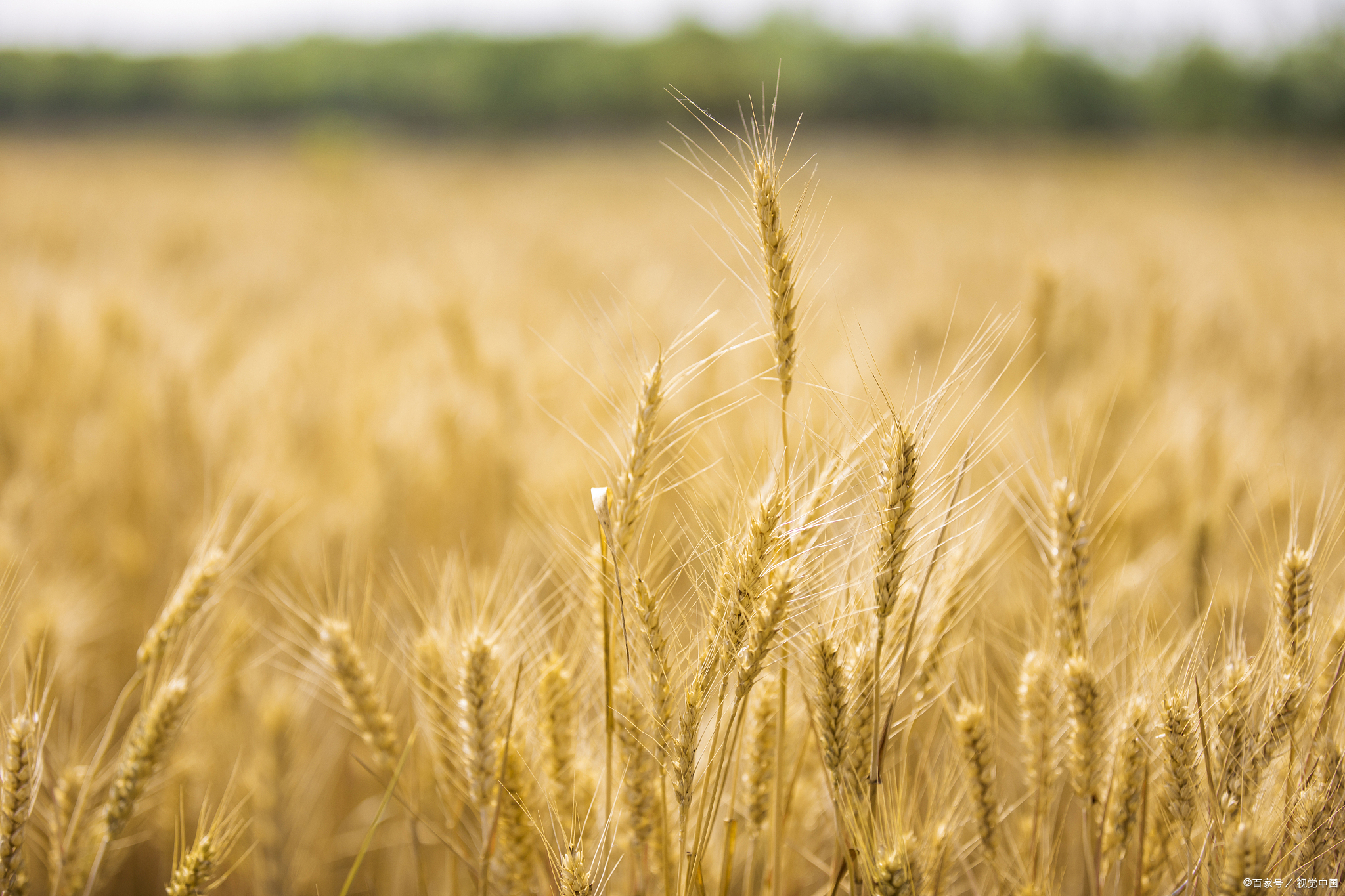 麦田里一场观摩会,晒出科学家种子攻关硬实力