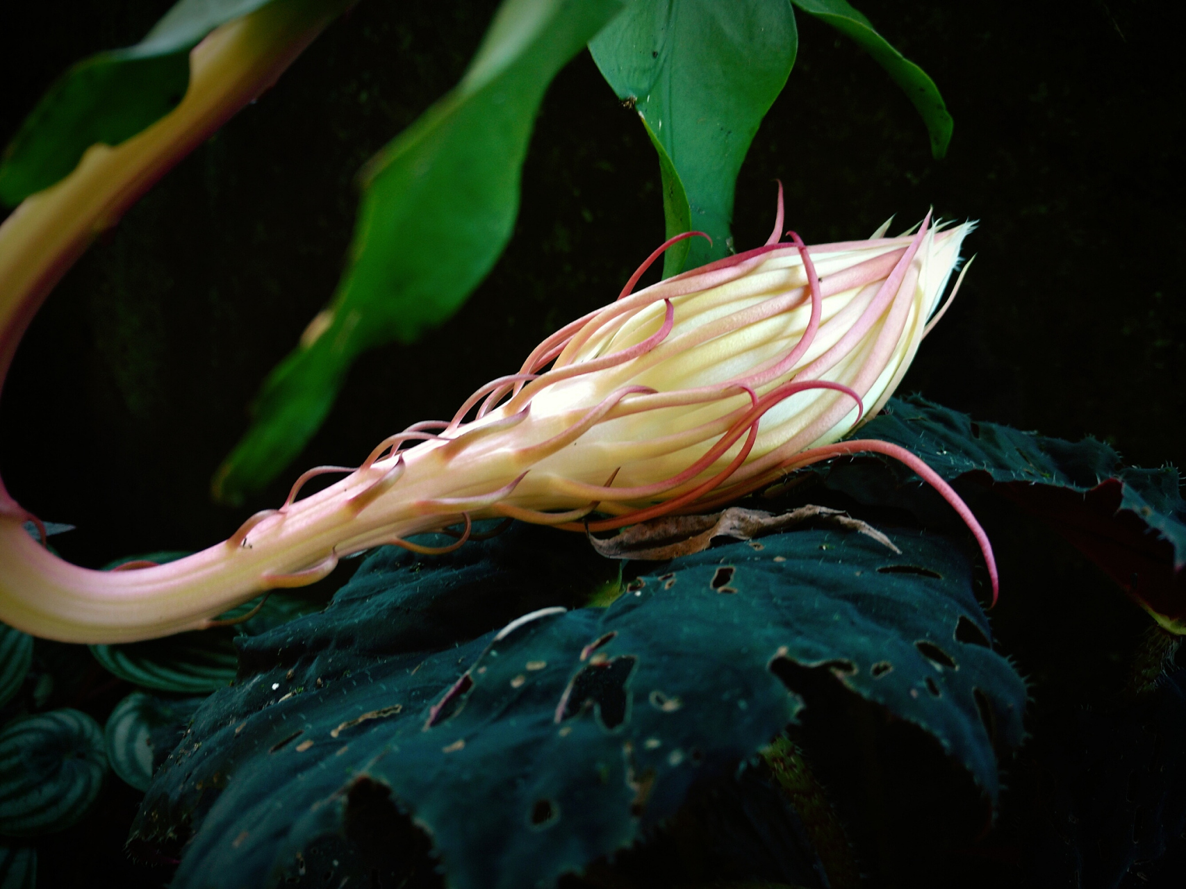 这些夜间开花植物通常具有较大的花朵和浓郁的香气,以吸引传粉者.