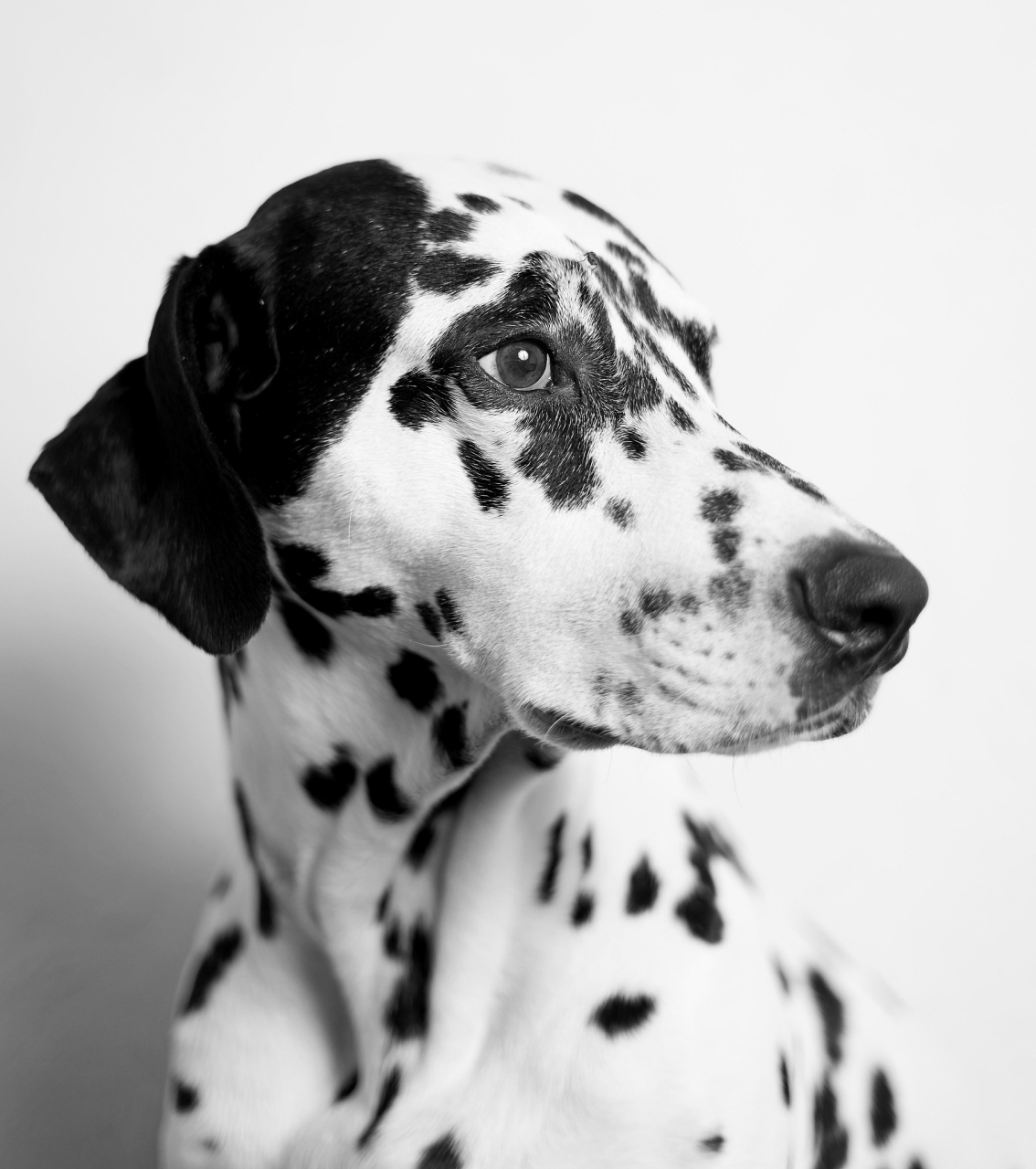 斑点狗,活泼聪明,充满活力,黑白斑点外貌独特迷人.