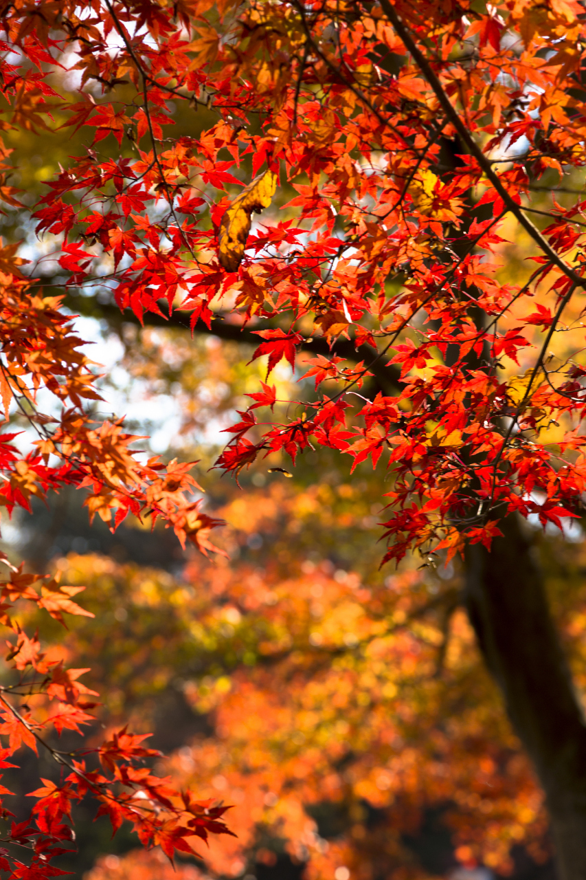 93满山遍野的红枫叶,清清地溪水,这样的风景你难道不想来看看吗?