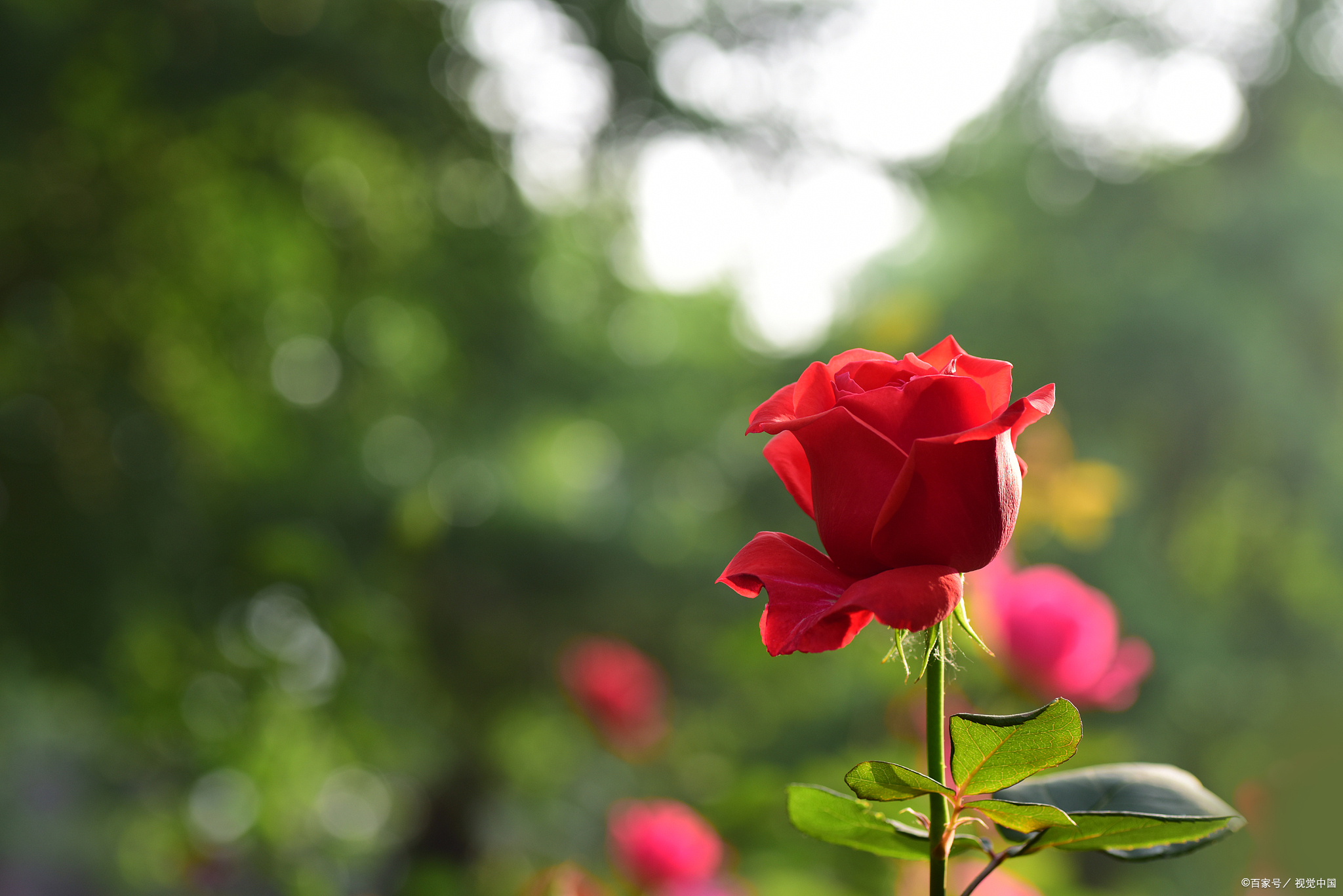 月季花资料简介图片