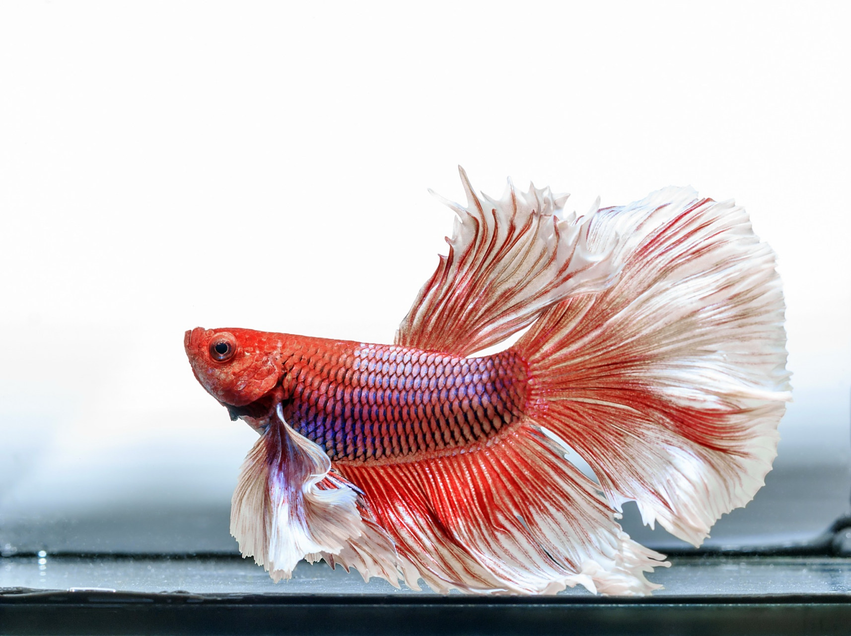 半月斗鱼是一种比较好养的鱼类,对水温,水质,饲料和光照的要求不算太