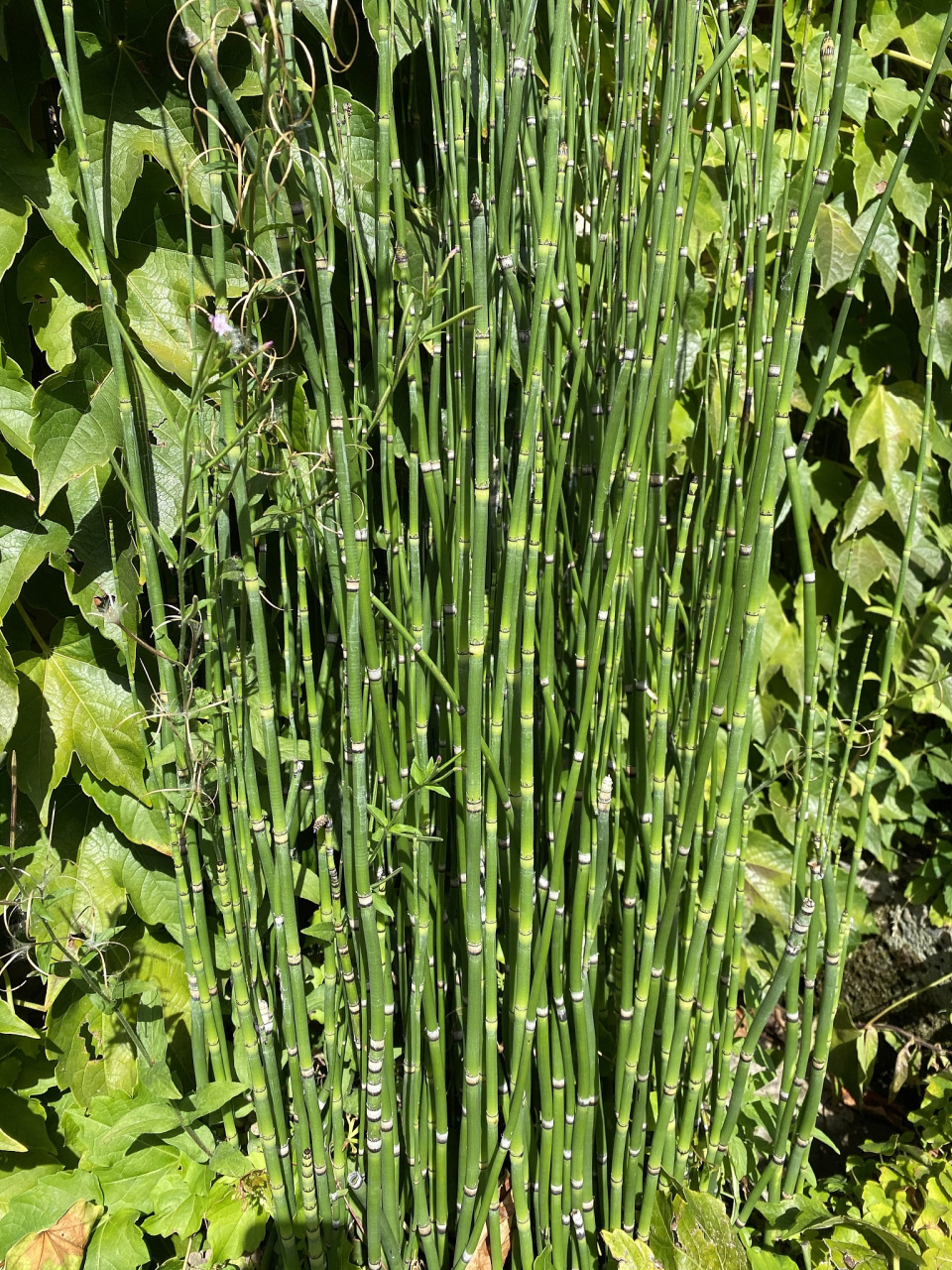 鼻管草功效作用  鼻管草一般是指笔管草,其功效作用主要包括通便止泻