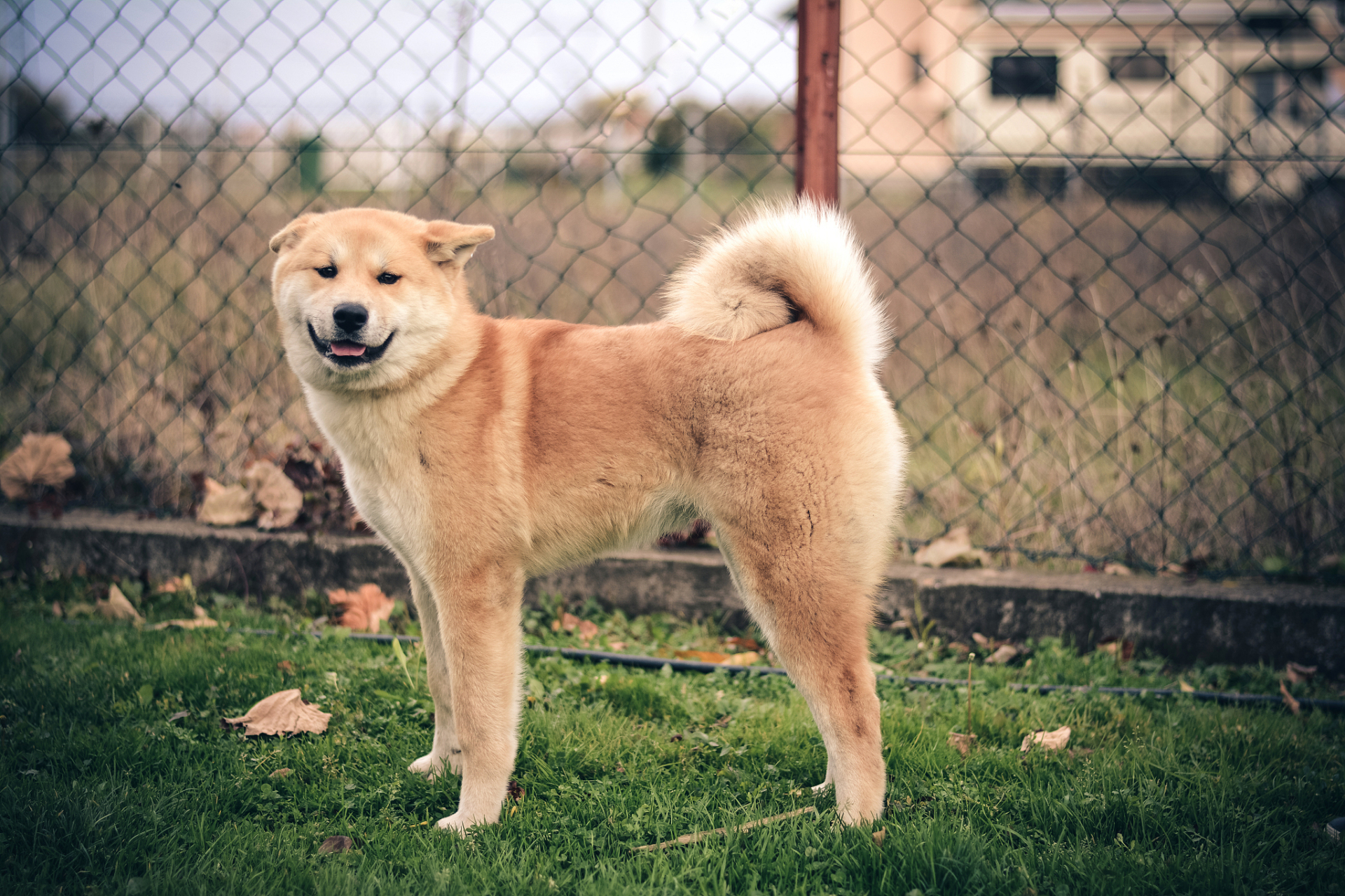 中华田园犬的饲养需注意饮食,日常护理,健康管理和训练与互动等方面.