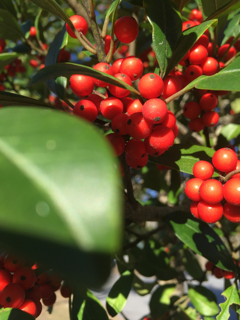 富贵子是一种观赏植物,养护关键在于提供适宜的生长环境,保持温暖湿润