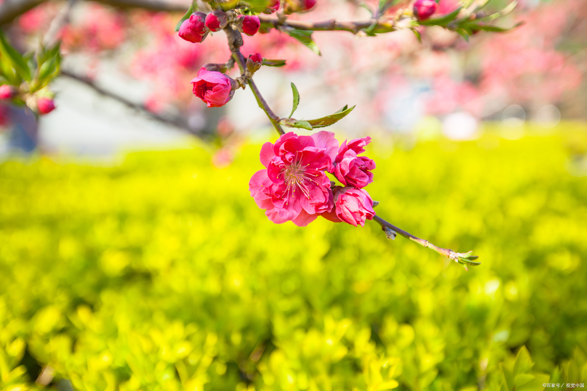 桃花的花的样子图片