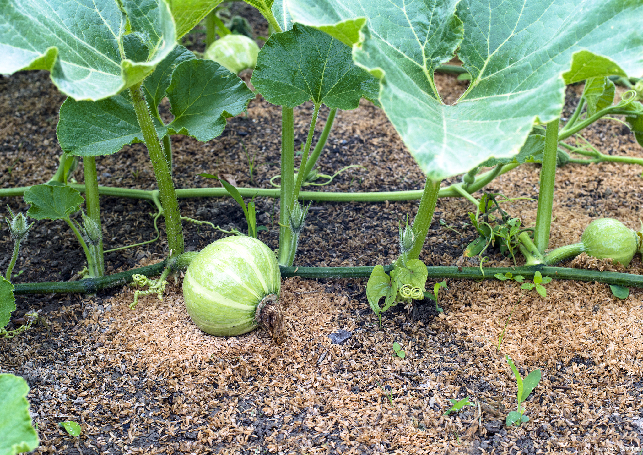 种植南瓜方法和技术
