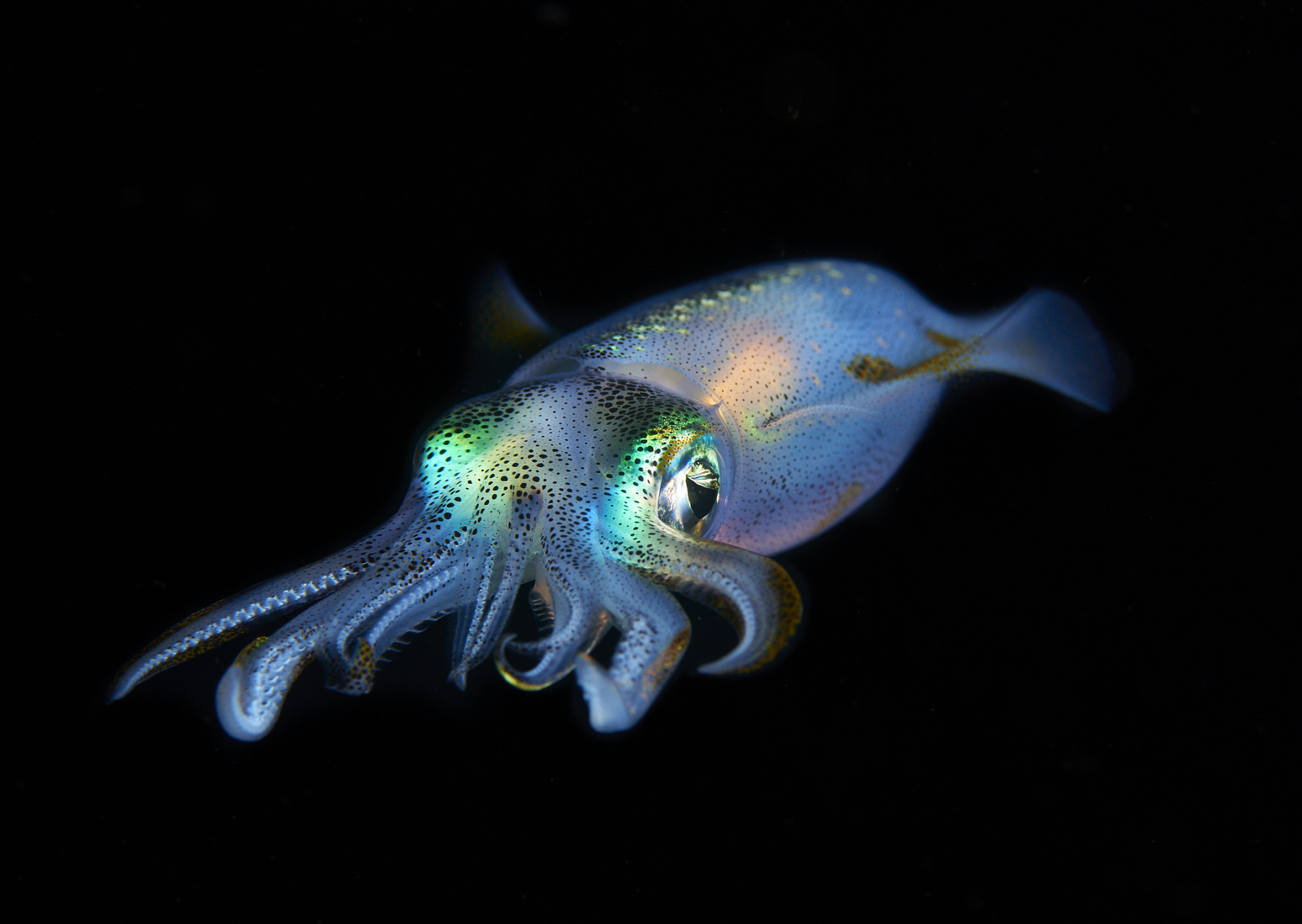 乌贼,作为一种软体动物,它们是动物王国的"变形魔术师",它的特点是