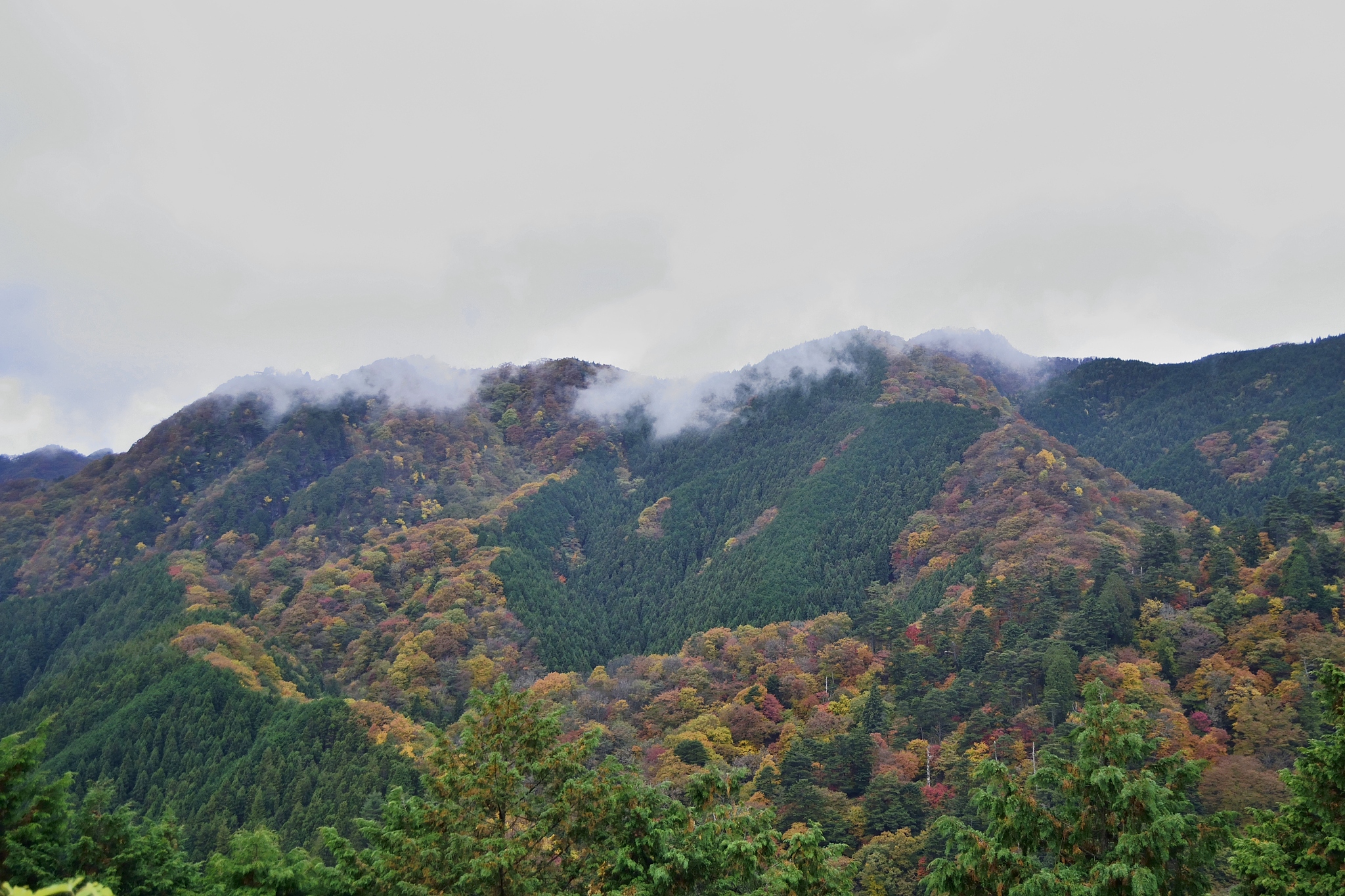 大山树林图片大全图片