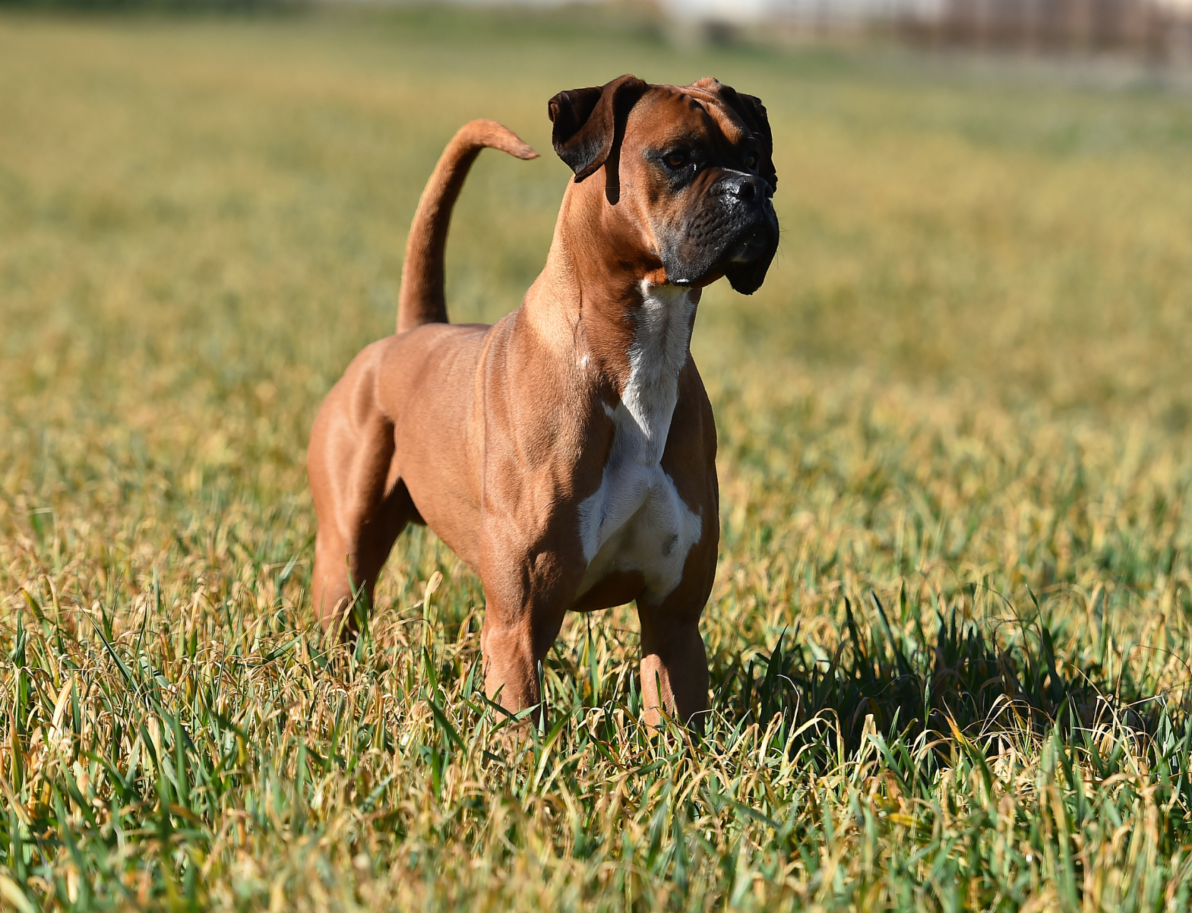 拳狮犬#源于獒犬,德国育种的勇敢警卫犬  拳狮犬