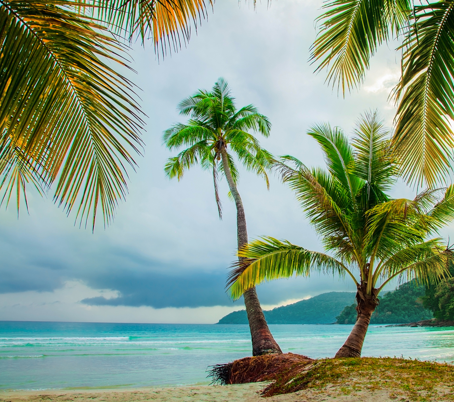 植物小知识(87)为什么椰子树大多长在海边?