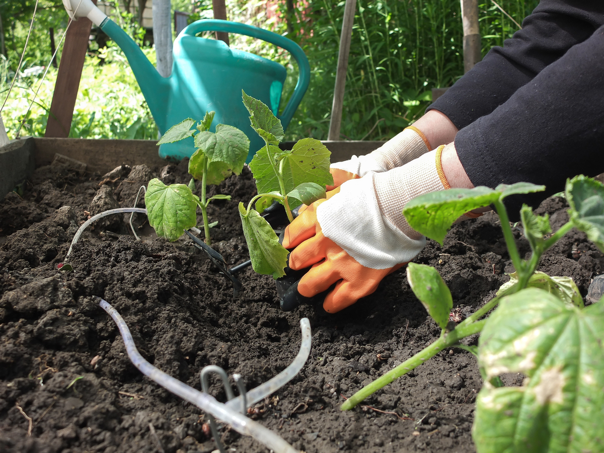 —种土豆 雨水——种黄瓜 惊垫——种辣椒 春分