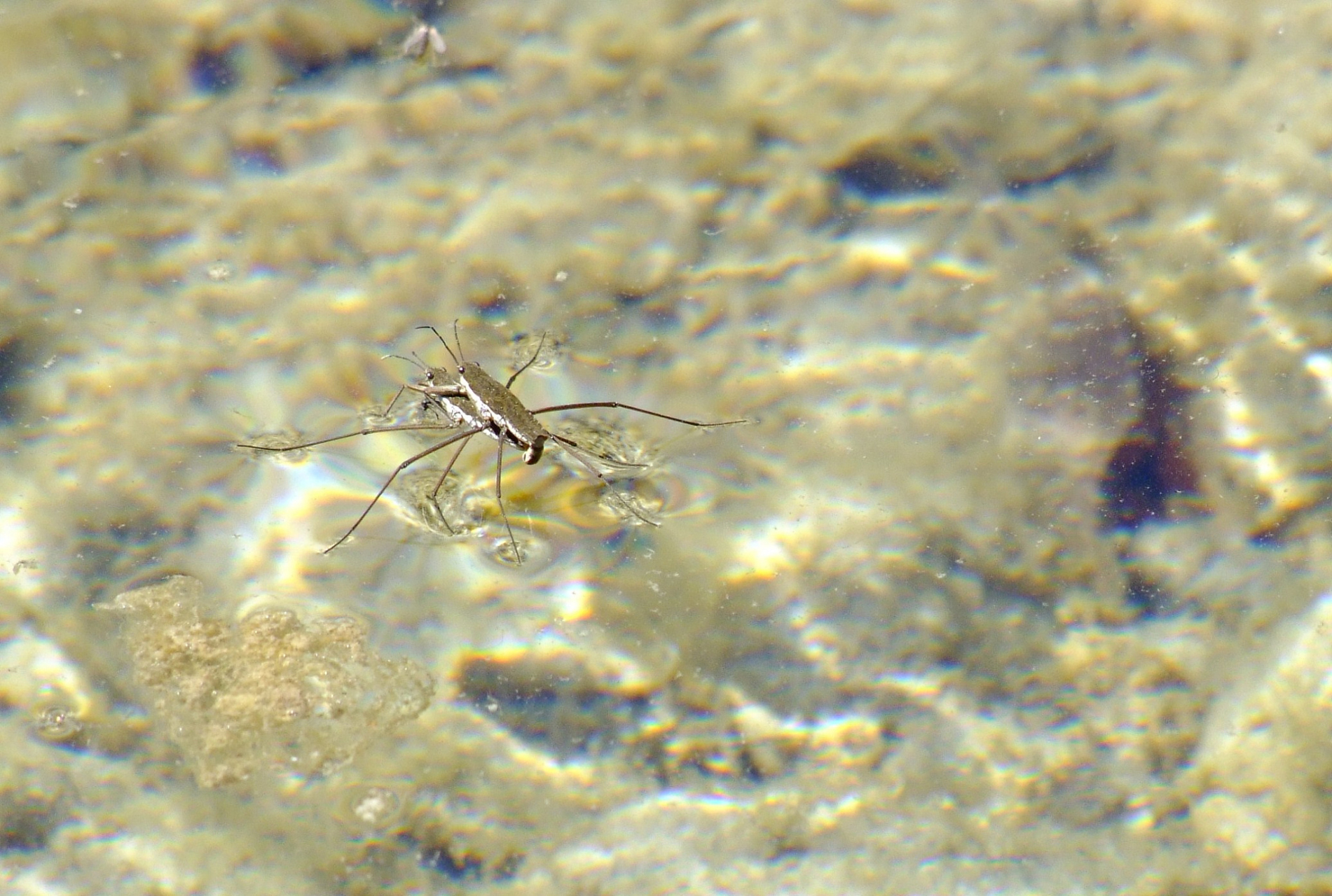 水蚤喂鱼的害处  养鱼需要适量的喂食,而水蚤作为鱼食的一种,过量使用