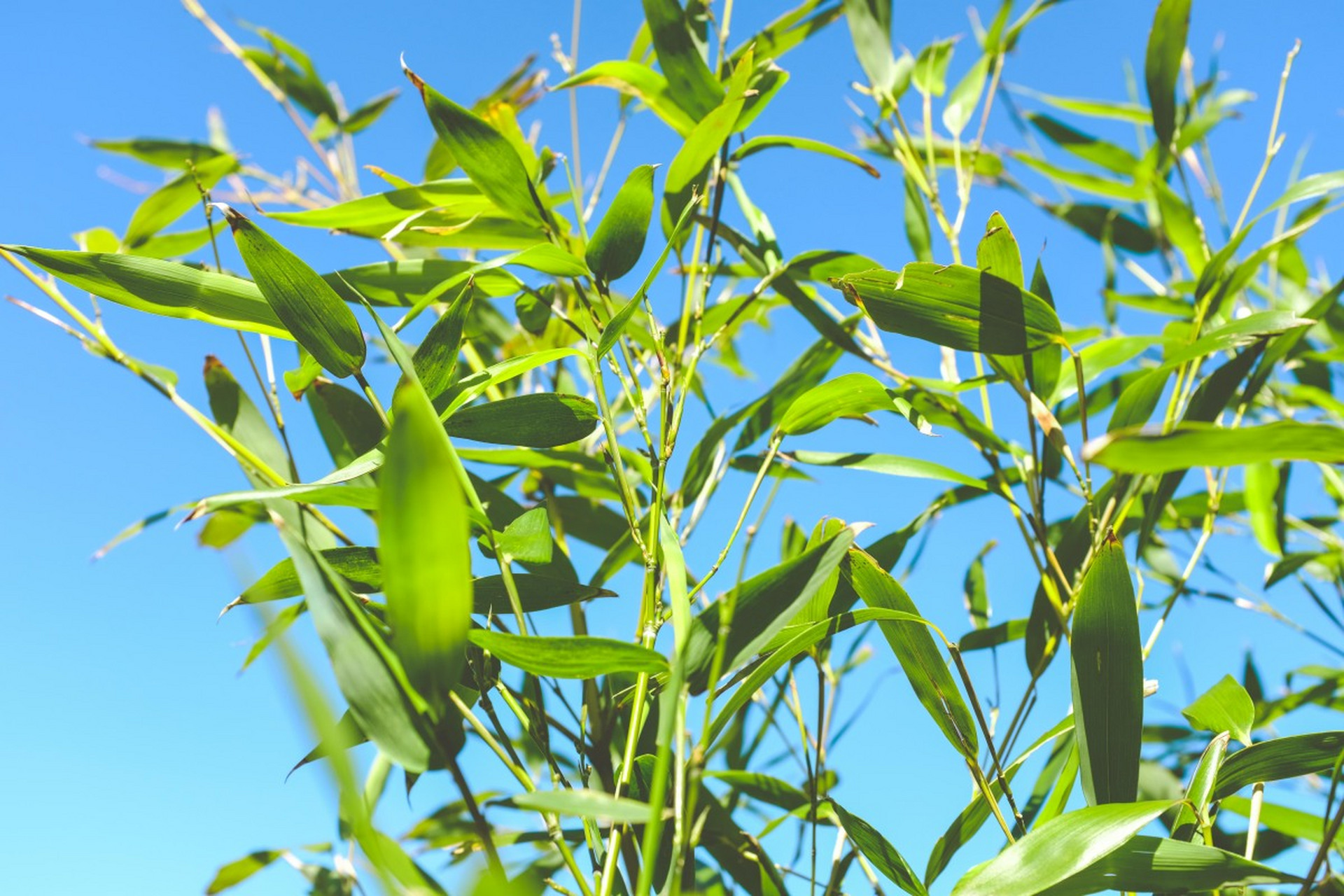 为什么古人画竹不画竹梢?也许是约定俗成吧.